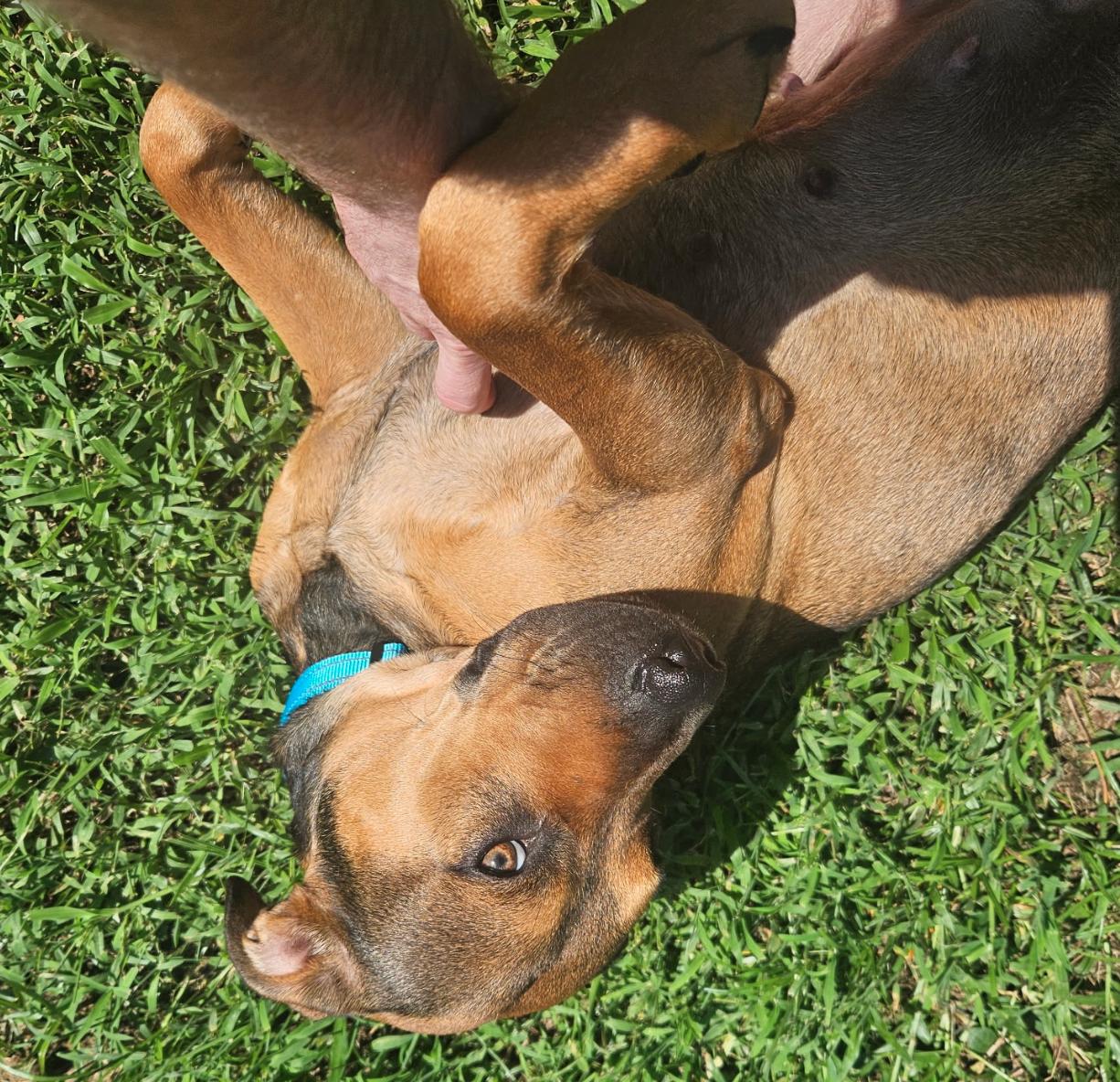 Roxy, Adoptable, Young Female Hound & Pit Bull Terrier.