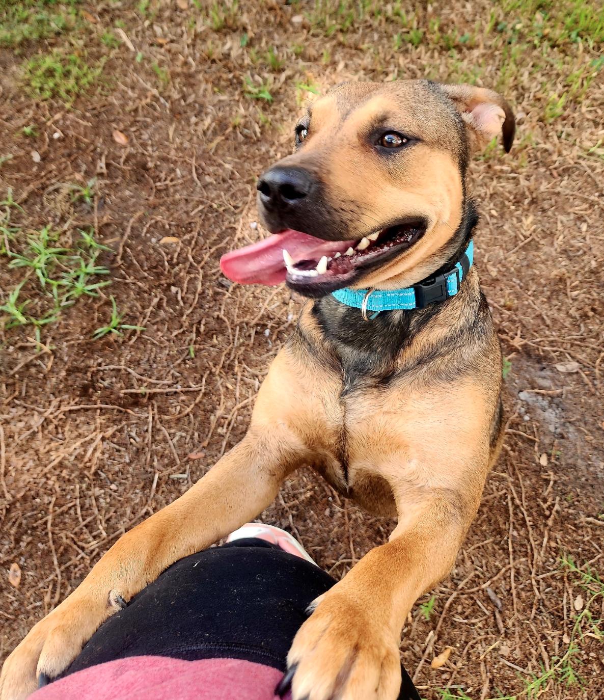 Enlarge Roxy, a Adoptable mixed breed in Osteen, FL image 2/3