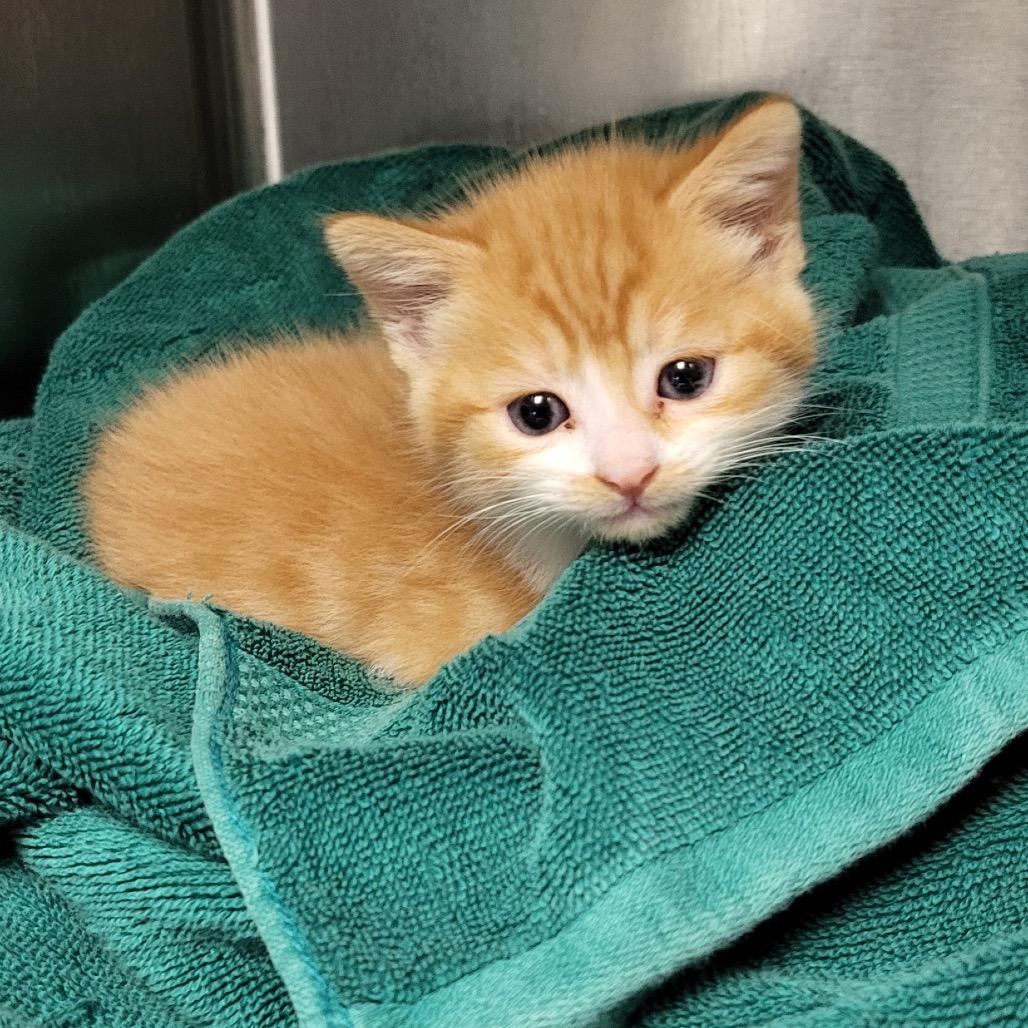 Clementine, Adoptable, Kitten Female Domestic Short Hair.