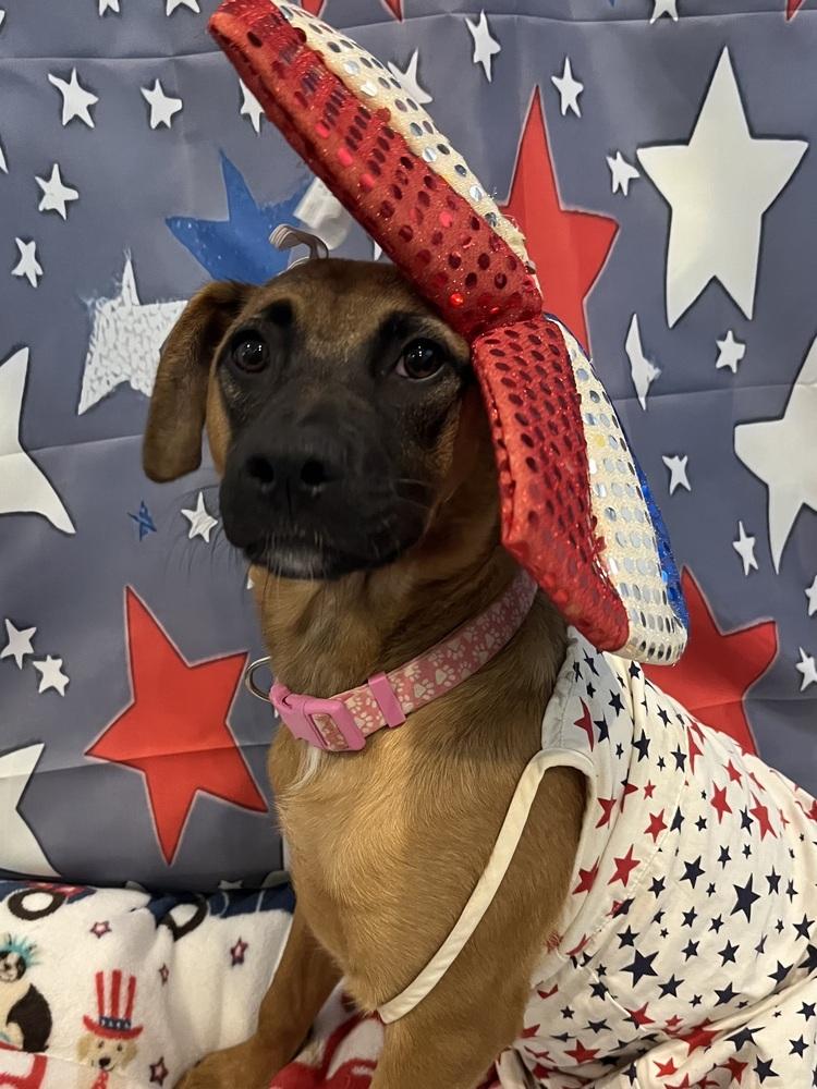 Revlon, Adoptable, Puppy Female Mountain Cur & German Shepherd Dog.