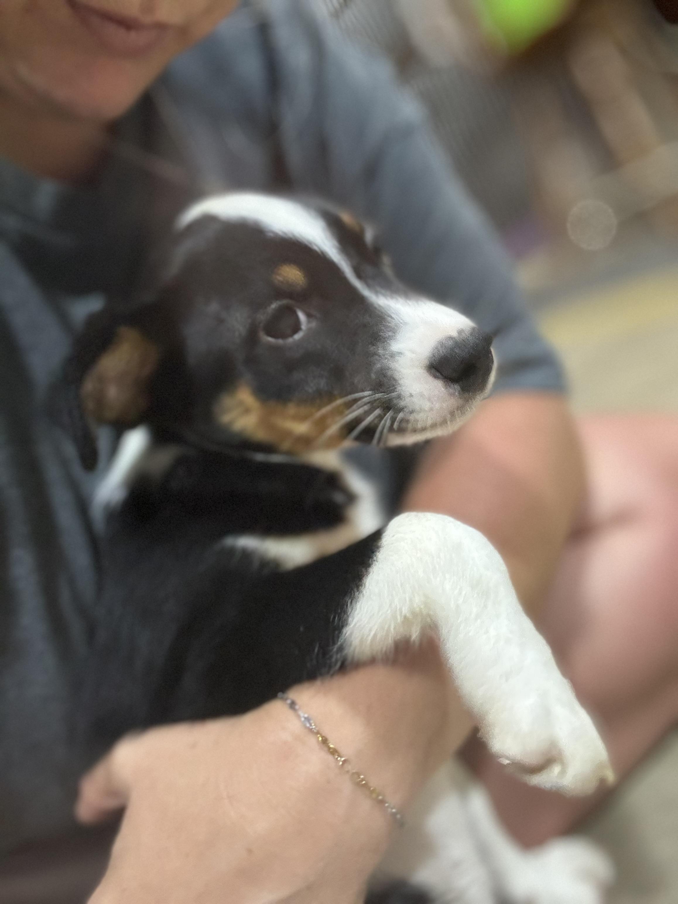 Roo, Adopted, Puppy Female Shetland Sheepdog / Sheltie.