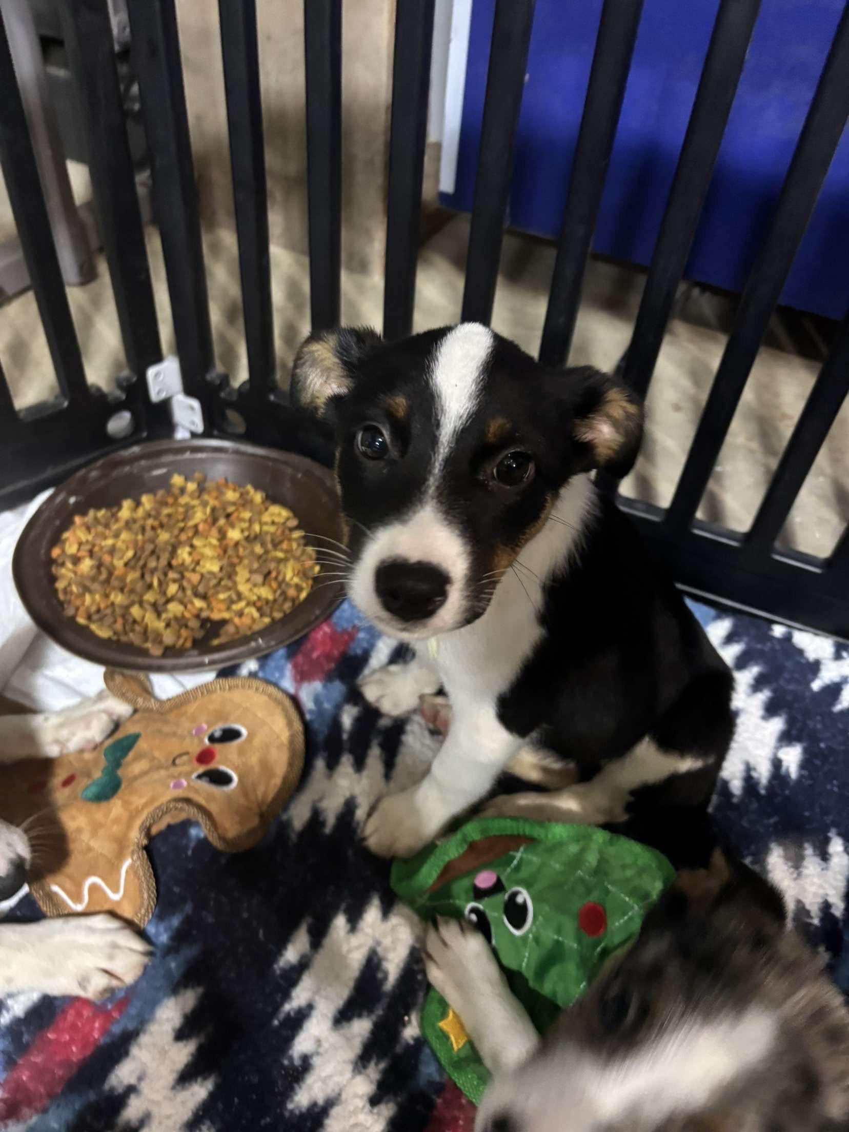 Enlarge Roo, a Adopted mixed breed in Walker, IA image 2/4