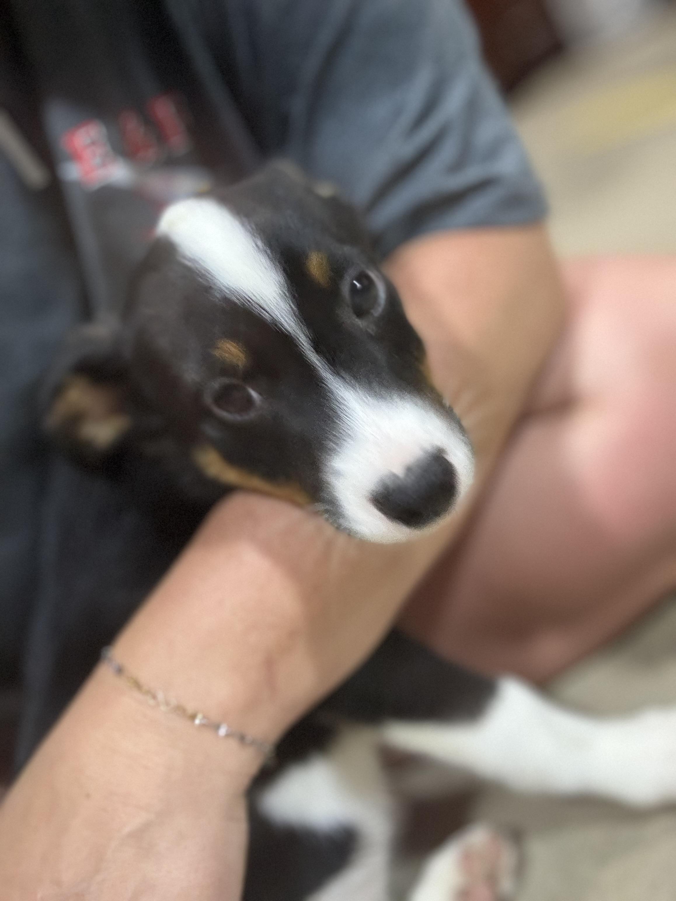 Enlarge Roo, a Adopted mixed breed in Walker, IA image 3/4