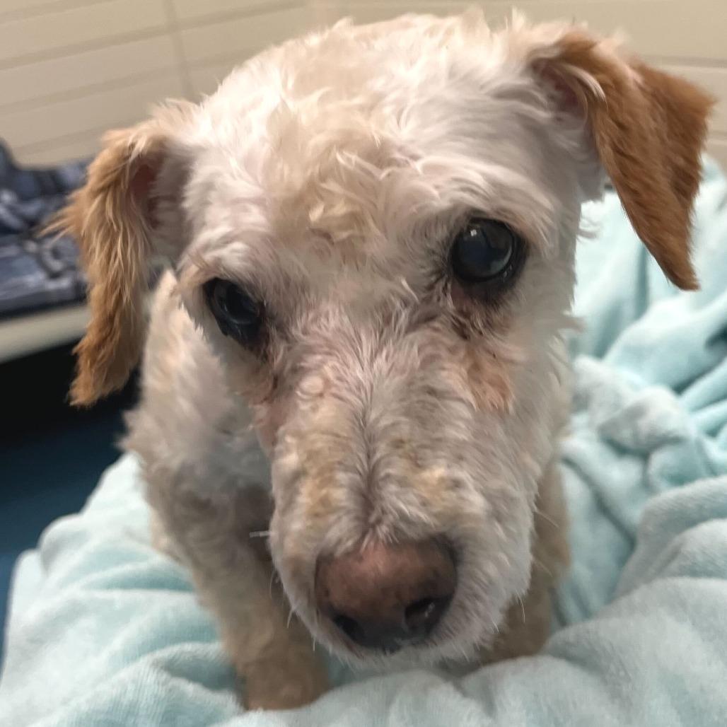 Enlarge Furlong 14023, a Adoptable Miniature Poodle in San Francisco, CA image 1/4