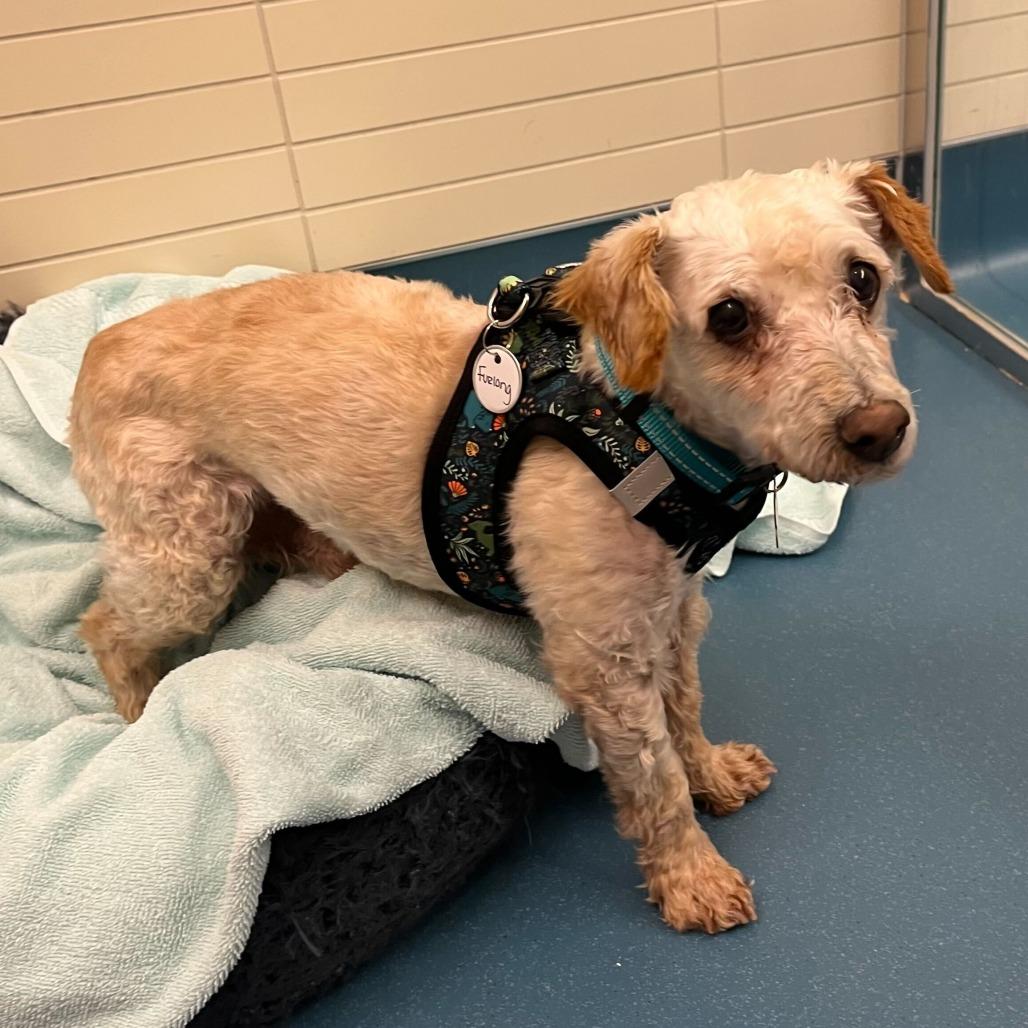 Enlarge Furlong 14023, a Adoptable Miniature Poodle in San Francisco, CA image 2/4