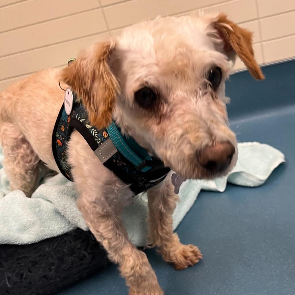 Enlarge Furlong 14023, a Adoptable Miniature Poodle in San Francisco, CA image 3/4