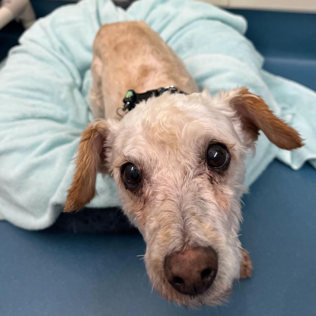 Enlarge Furlong 14023, a Adoptable Miniature Poodle in San Francisco, CA image 4/4