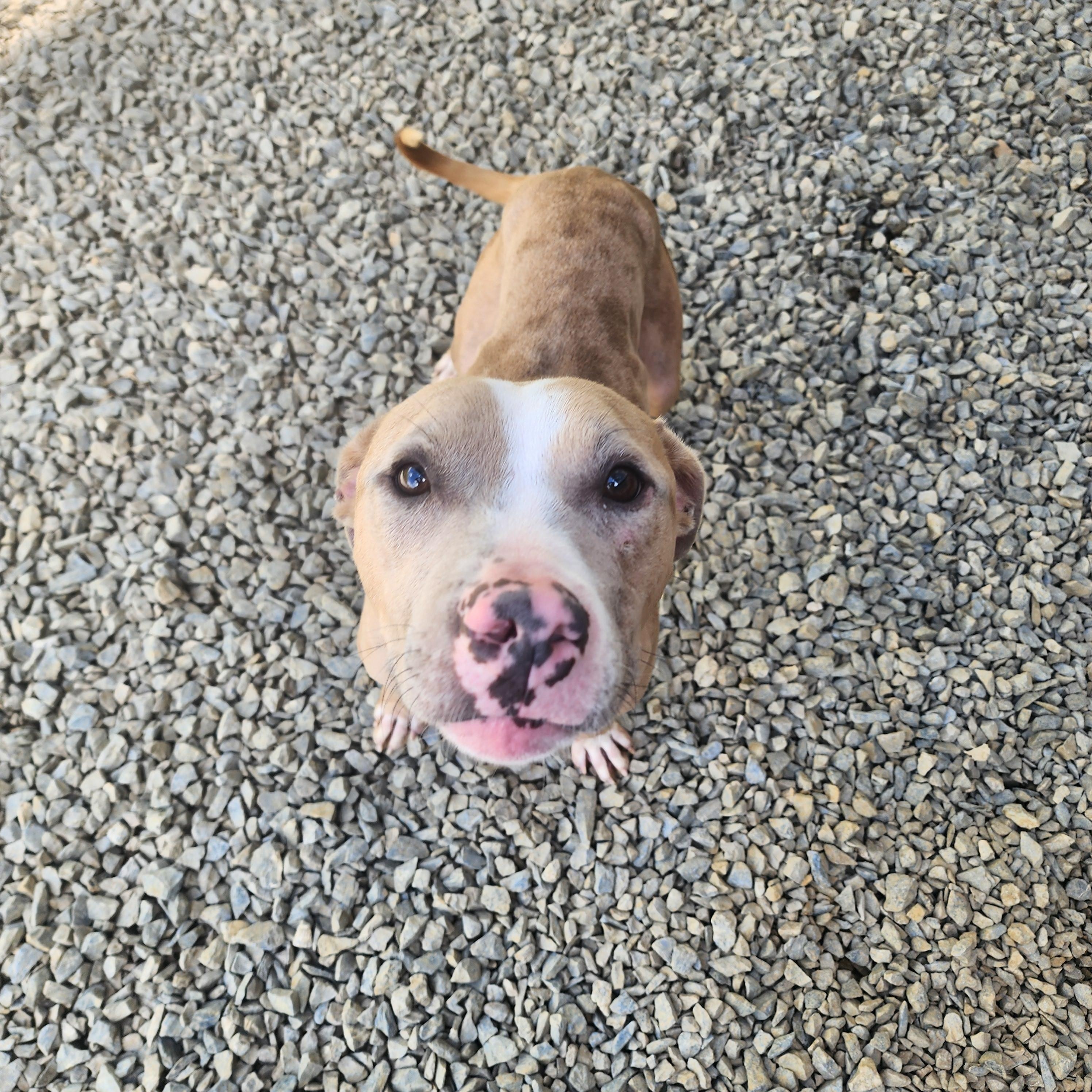 Romeo, Adoptable, Adult Male Pit Bull Terrier.