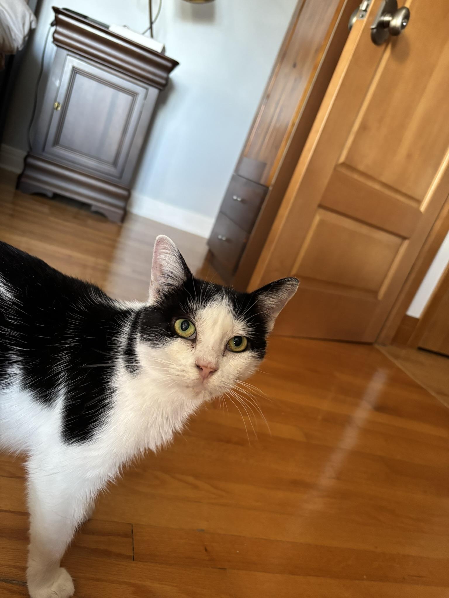 Enlarge Smoothie FA/FF ID10535, a Adoptable Domestic Short Hair in Sainte-Angele-de-Monnoir, QC image 2/2