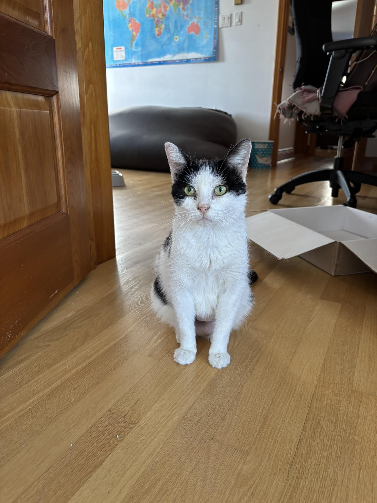 Enlarge Smoothie FA/FF ID10535, a Adoptable Domestic Short Hair in Sainte-Angele-de-Monnoir, QC image 1/2