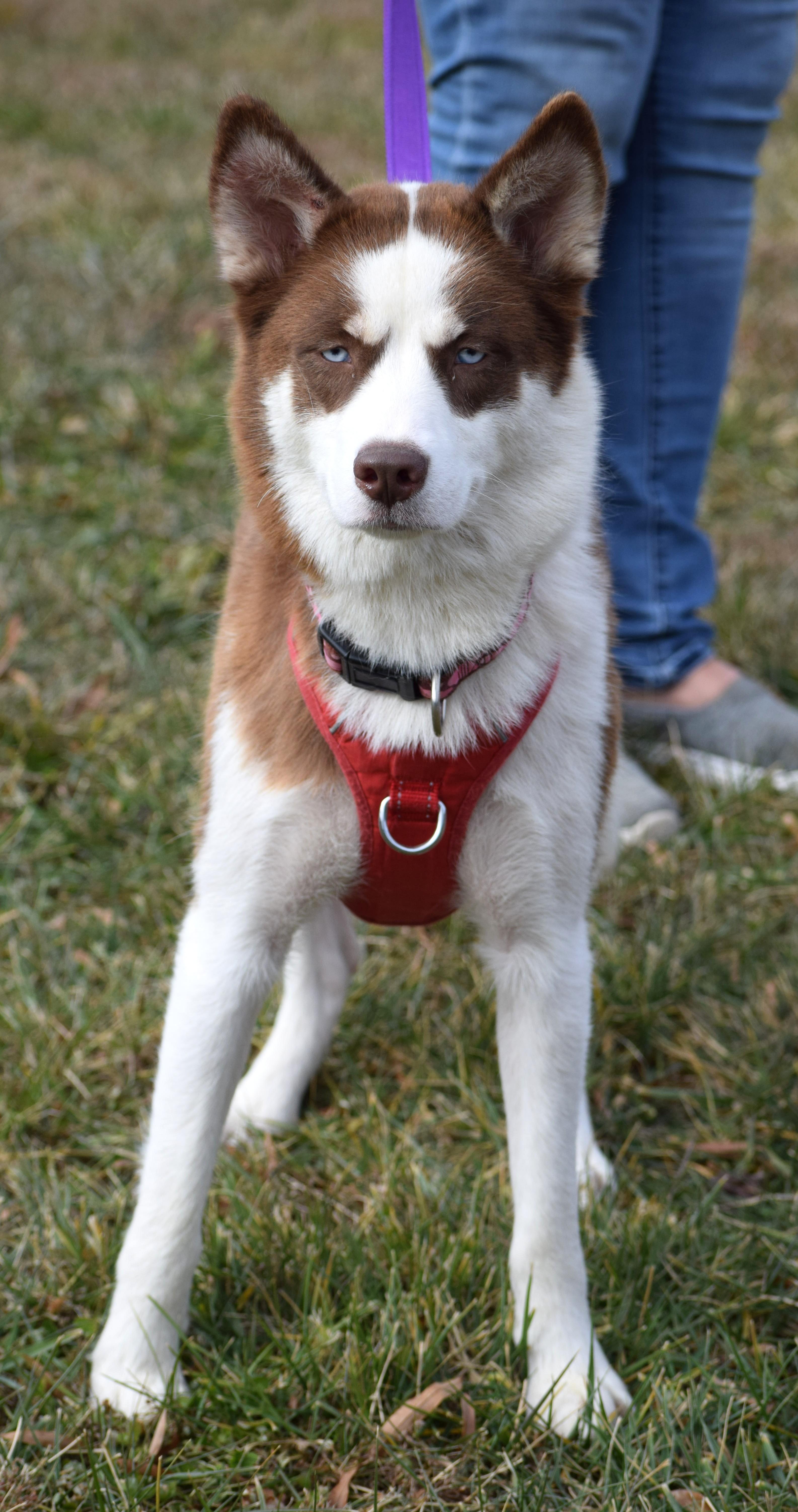 Enlarge Ginger-Available! www.lhar.dog to apply! , a ADOPTABLE mixed breed in Frederick, MD image 4/5