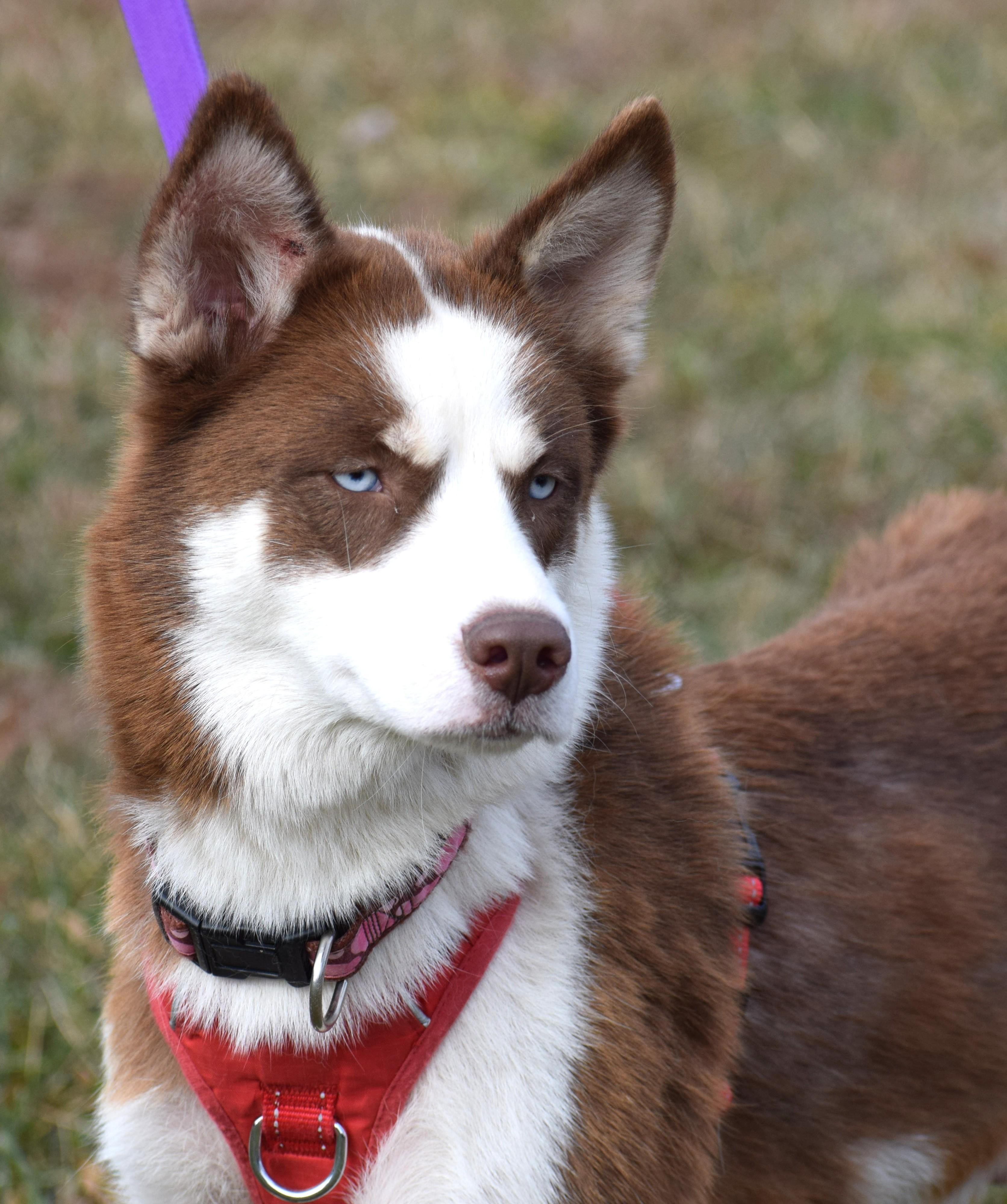 Ginger-Available! www.lhar.dog to apply! , ADOPTABLE, Young Female Husky.