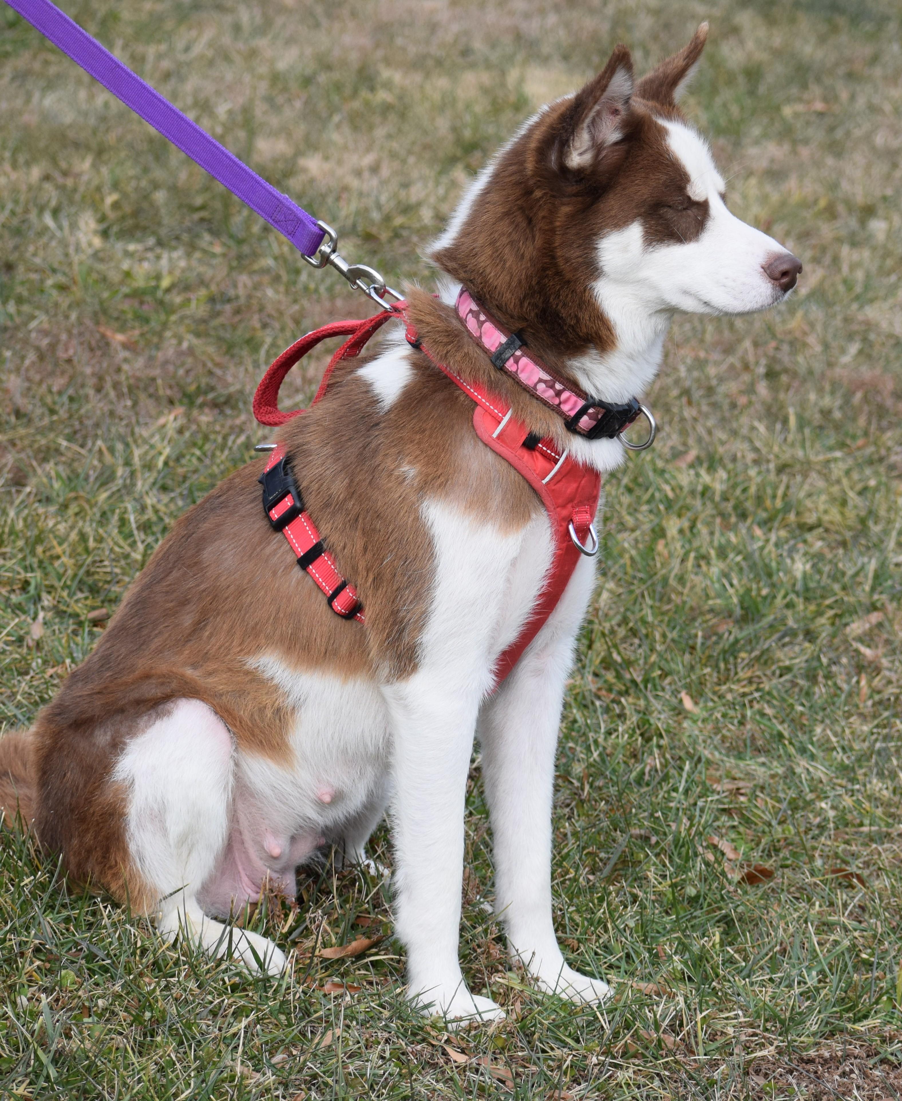 Enlarge Ginger-Available! www.lhar.dog to apply! , a ADOPTABLE mixed breed in Frederick, MD image 2/5