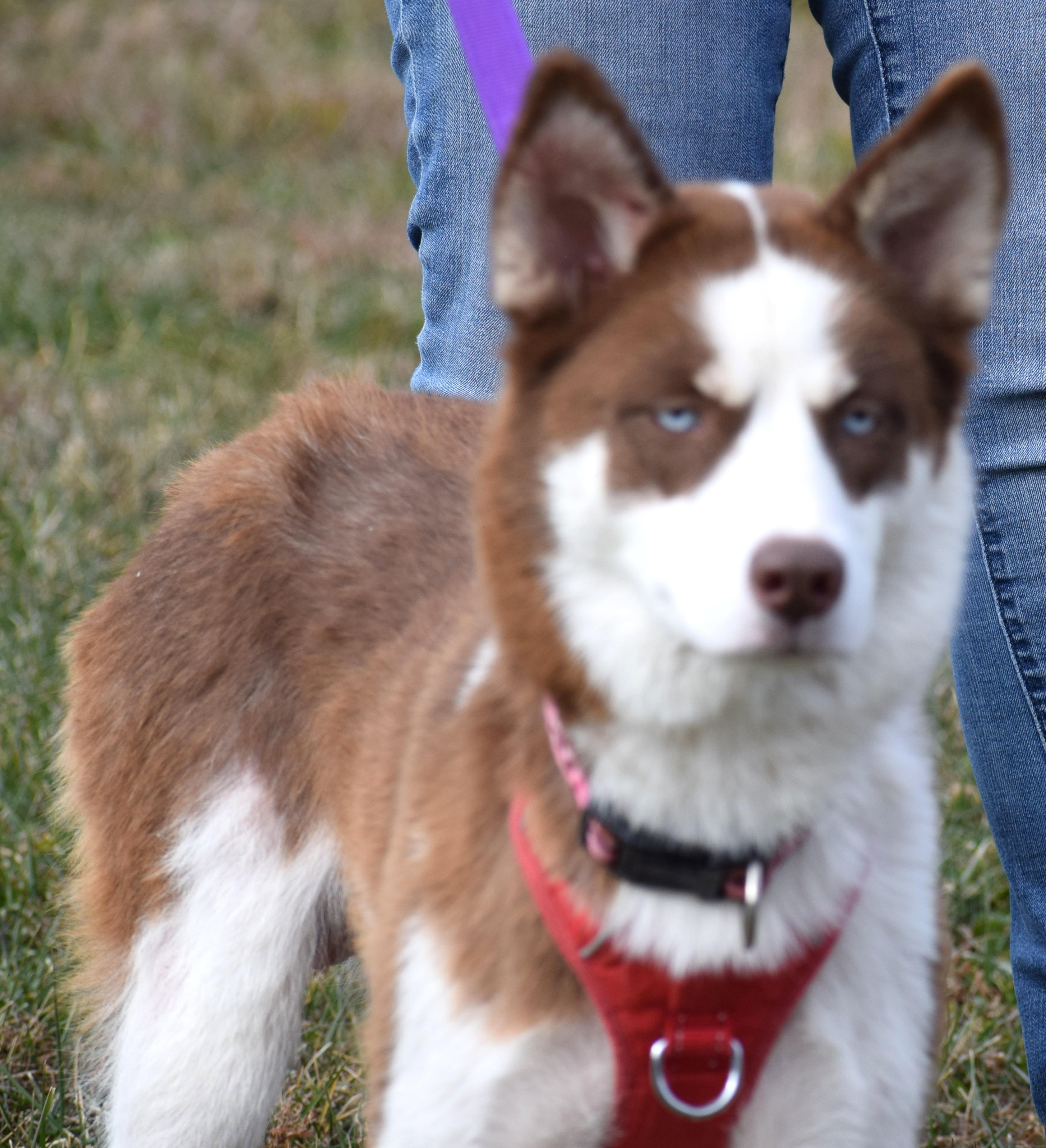 Enlarge Ginger-Available! www.lhar.dog to apply! , a ADOPTABLE mixed breed in Frederick, MD image 3/5