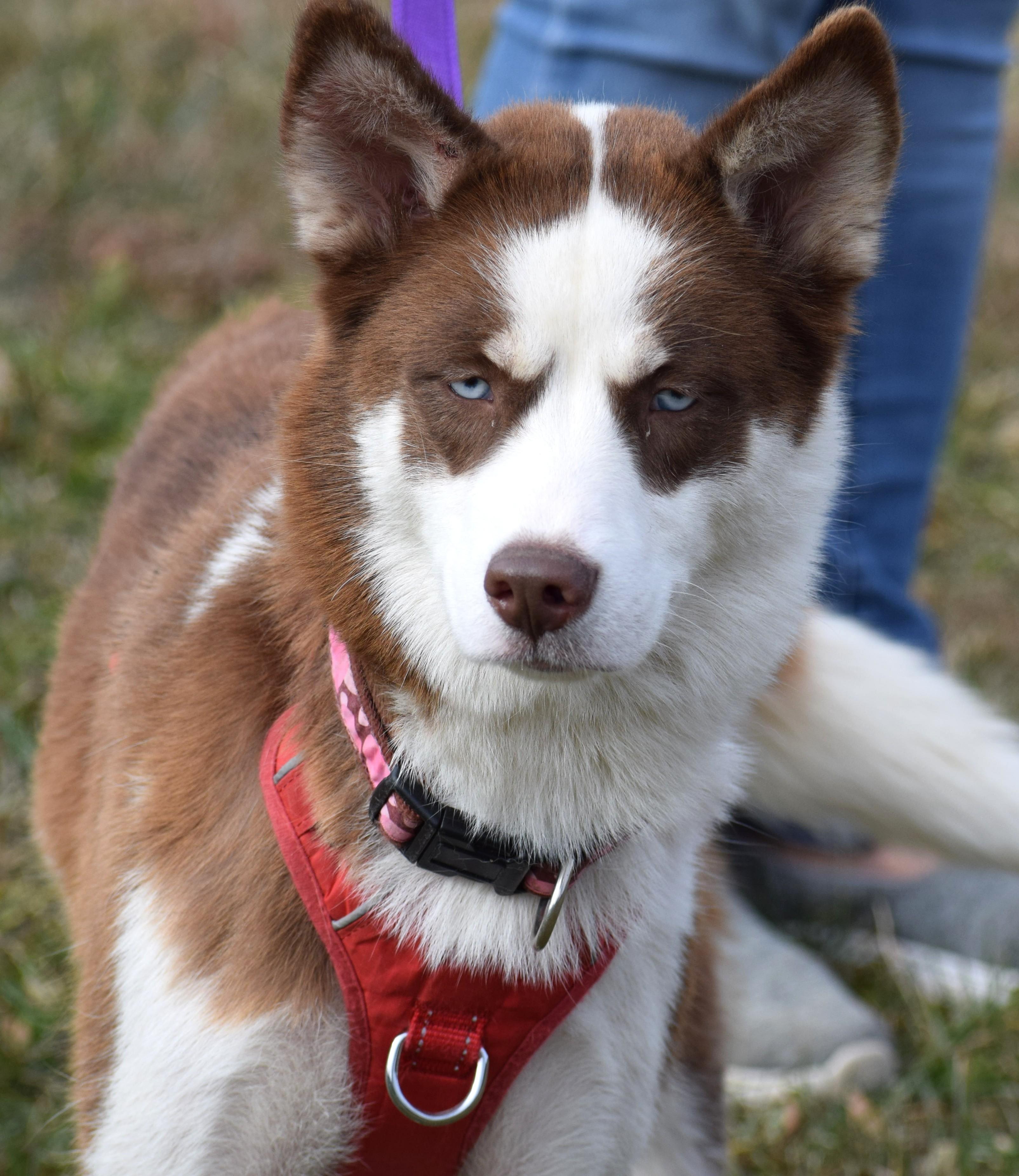 Enlarge Ginger-Available! www.lhar.dog to apply! , a ADOPTABLE mixed breed in Frederick, MD image 5/5