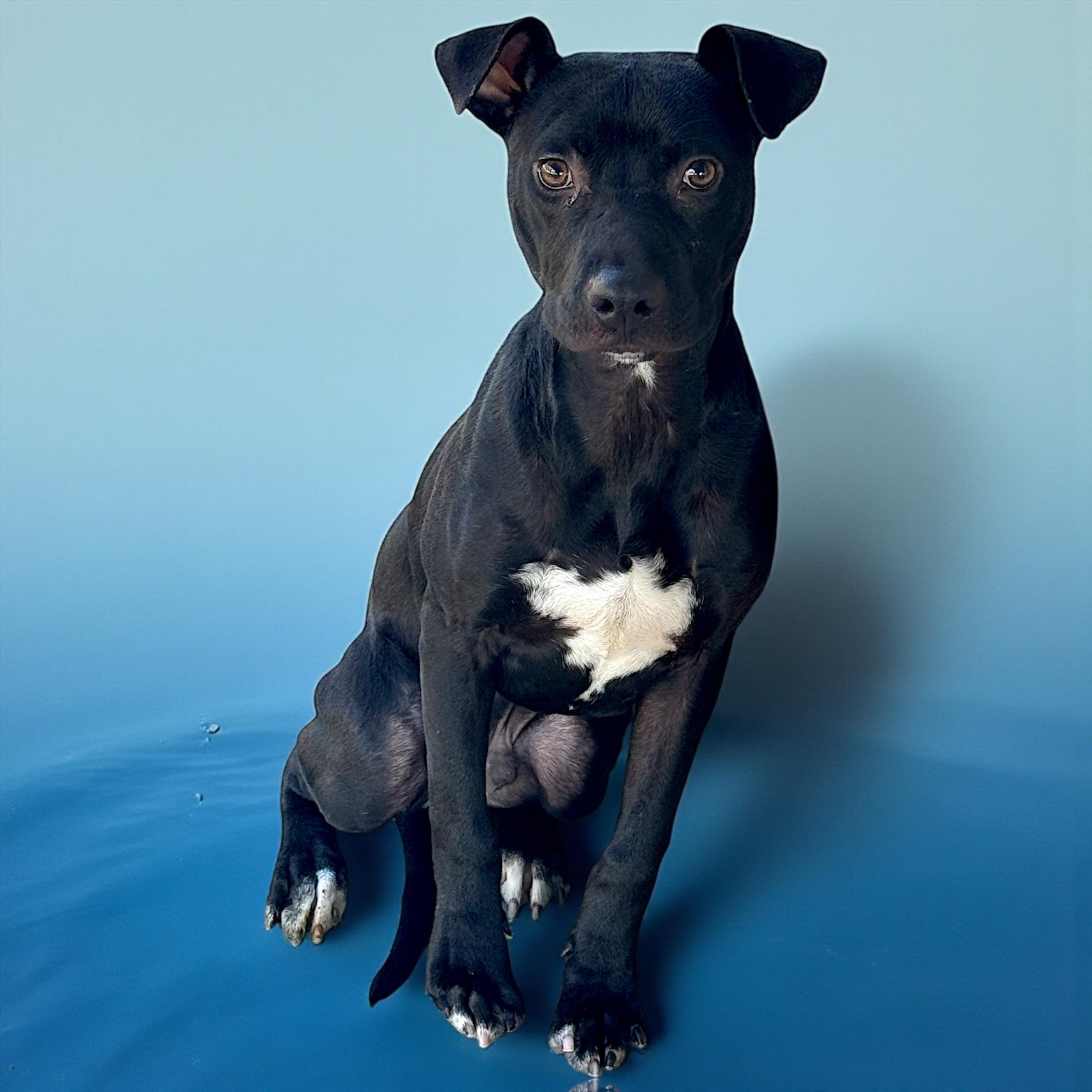 Enlarge Max, a Adoptable mixed breed in Troy, AL image 1/3