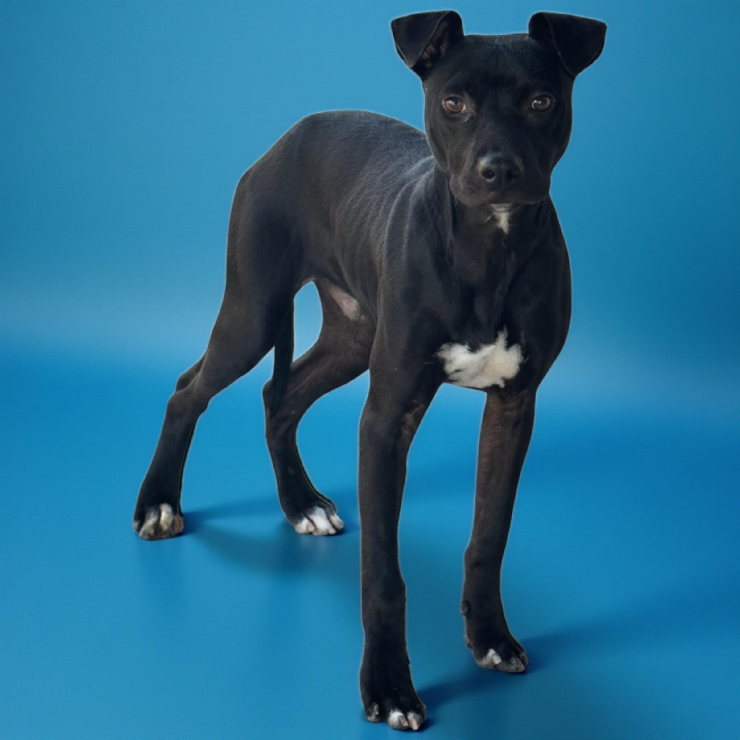 Enlarge Max, a Adoptable mixed breed in Troy, AL image 2/3
