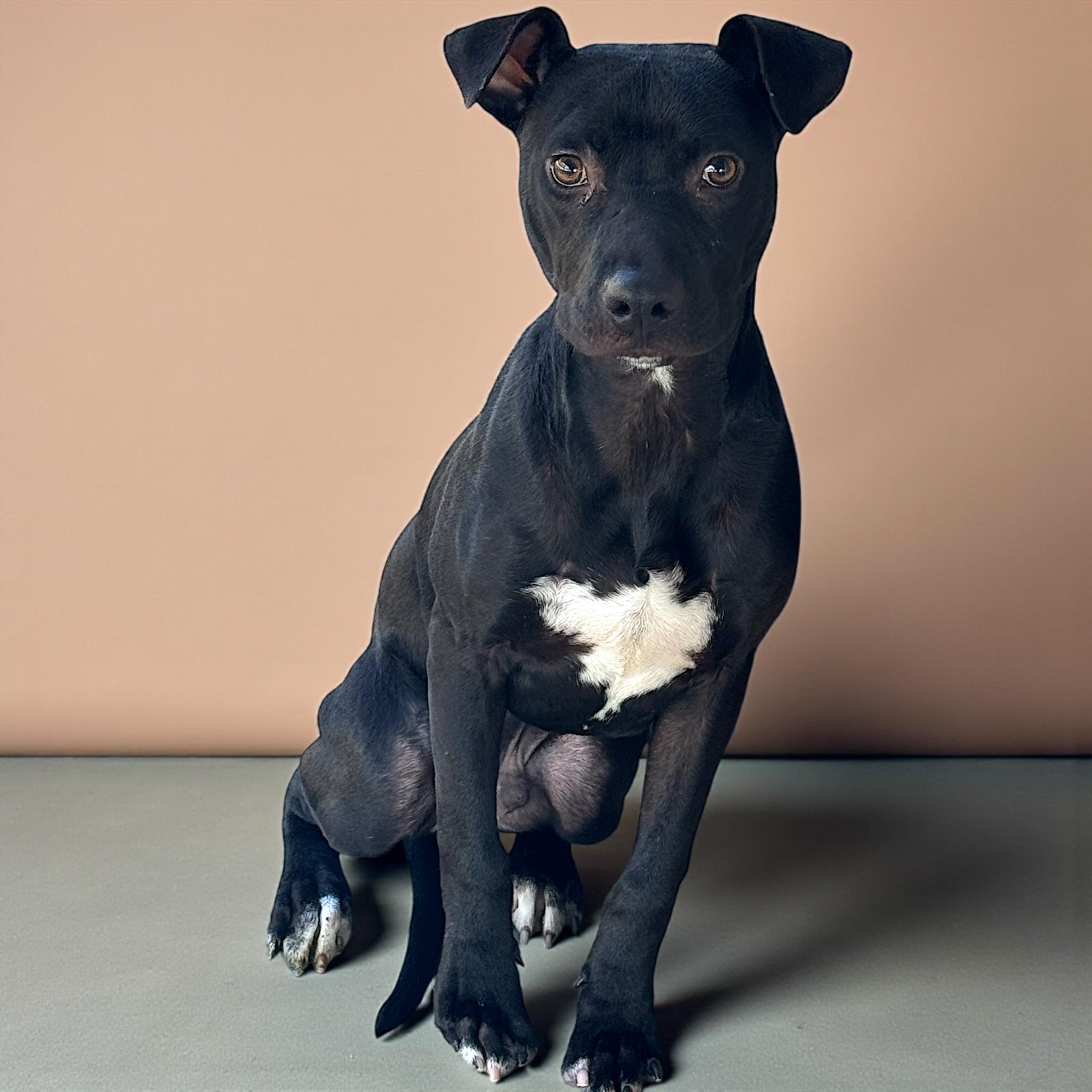 Enlarge Max, a Adoptable mixed breed in Troy, AL image 3/3