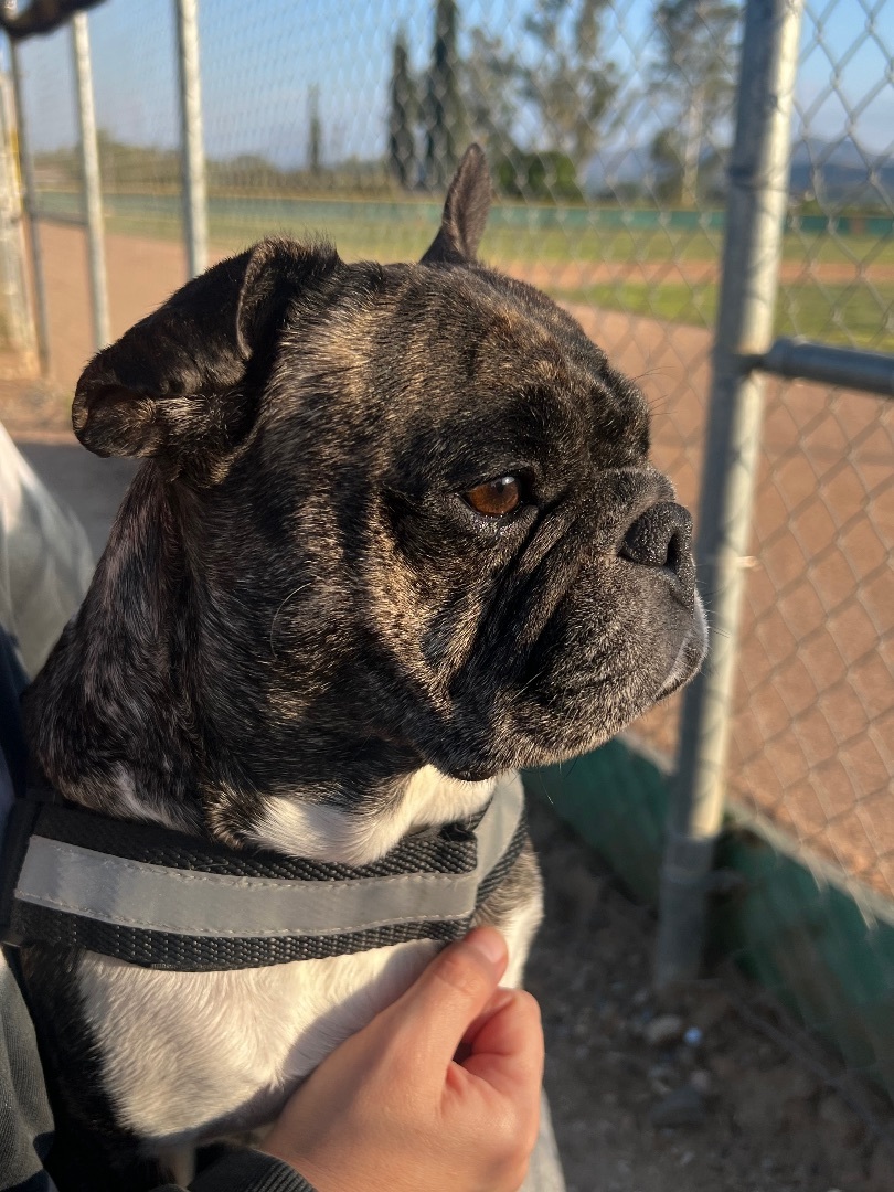 Nxy, Adopted, Adult Female French Bulldog.