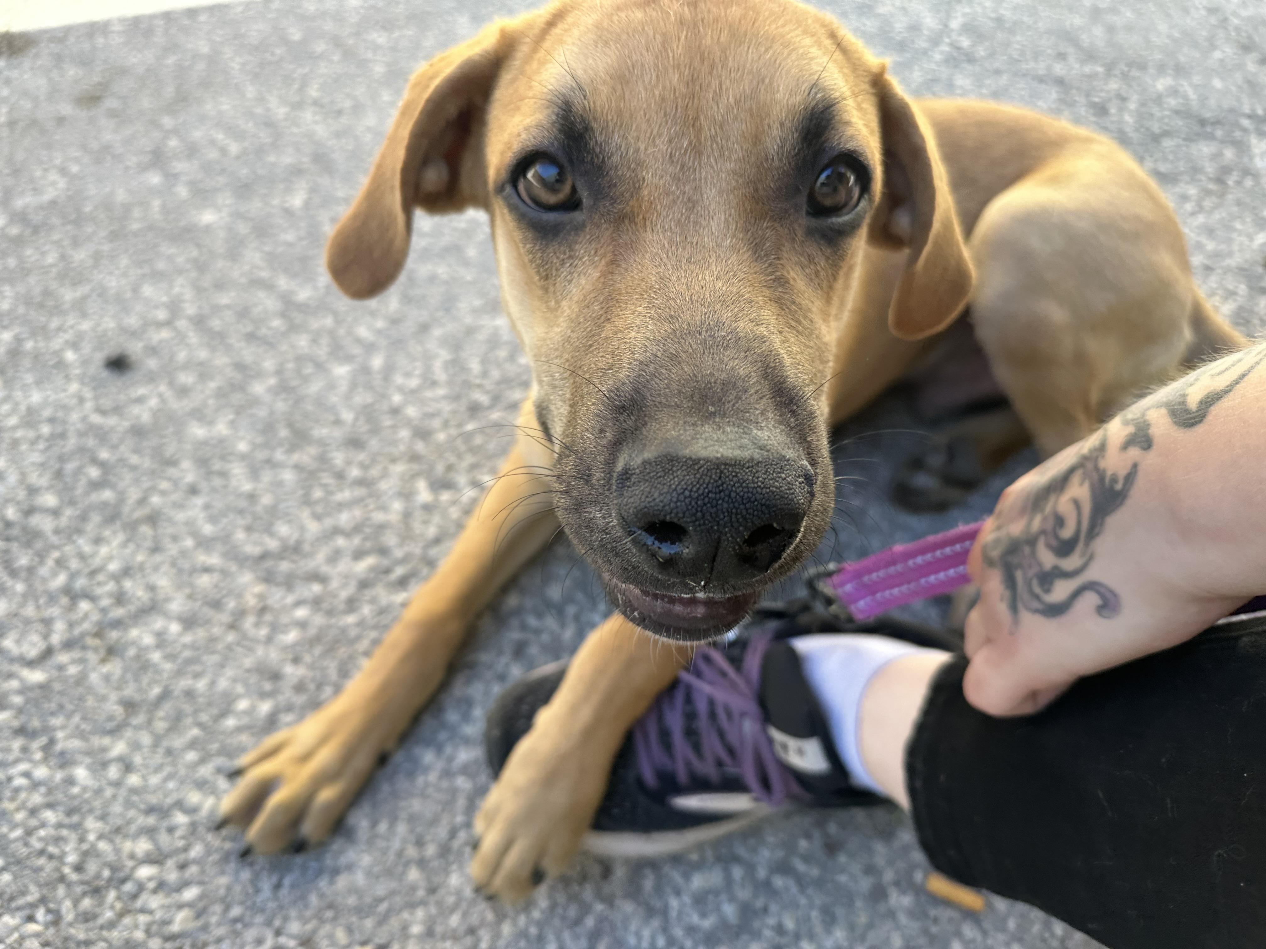Leroy, Adoptable, Puppy Male Hound.