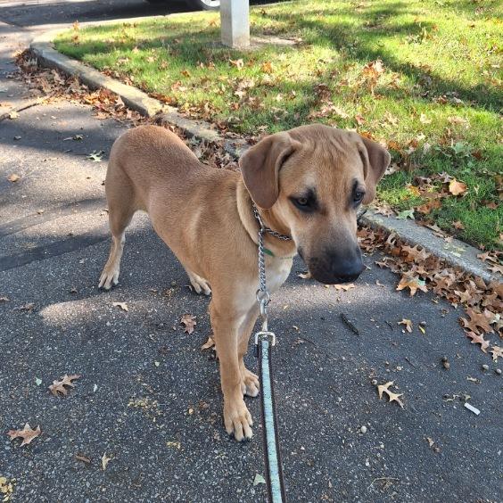 Enlarge Leroy, a Adoptable mixed breed in Parma, OH image 2/4