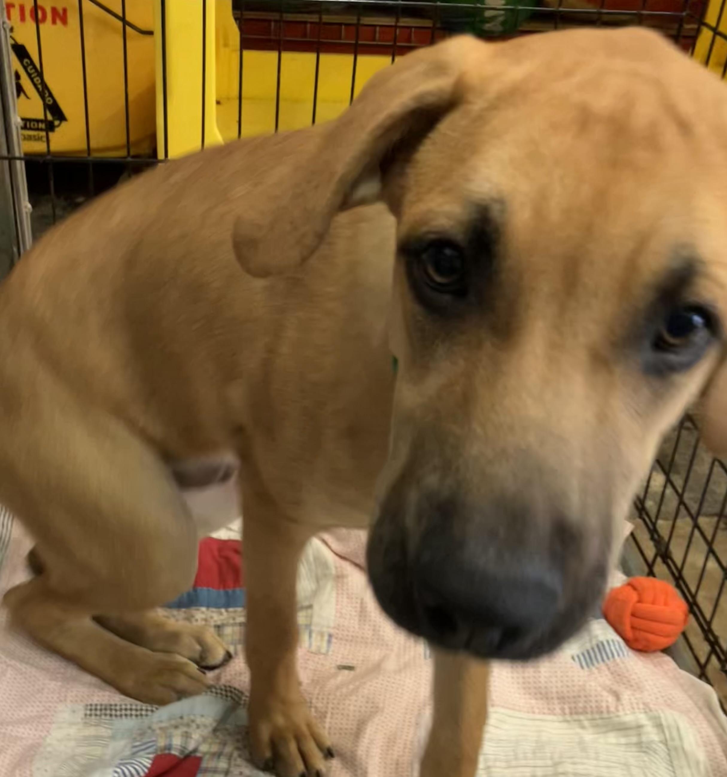 Enlarge Leroy, a Adoptable mixed breed in Parma, OH image 3/4