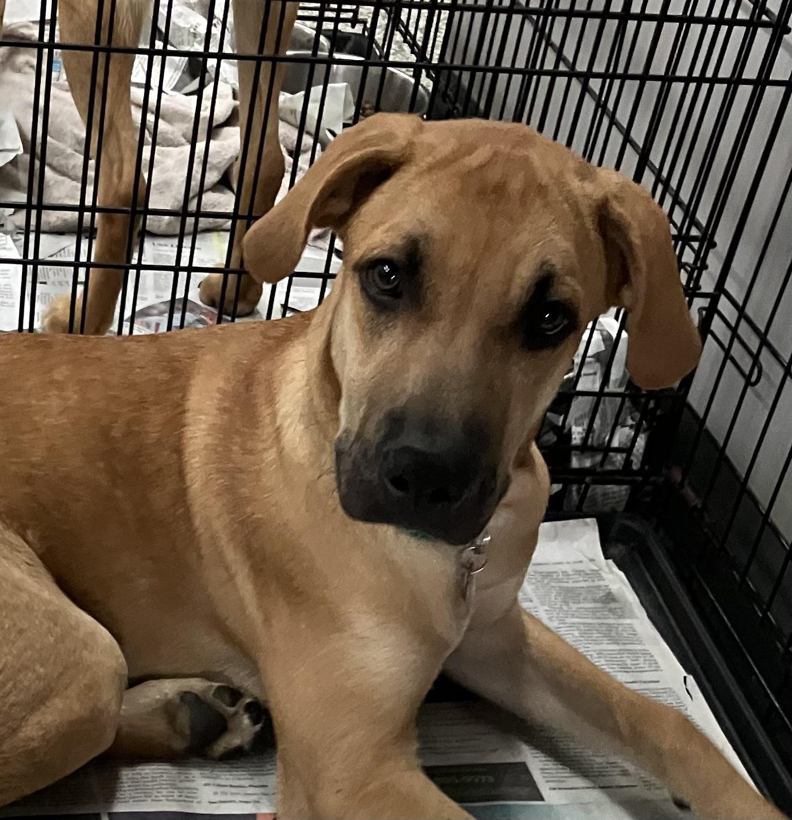 Enlarge Leroy, a Adoptable mixed breed in Parma, OH image 4/4