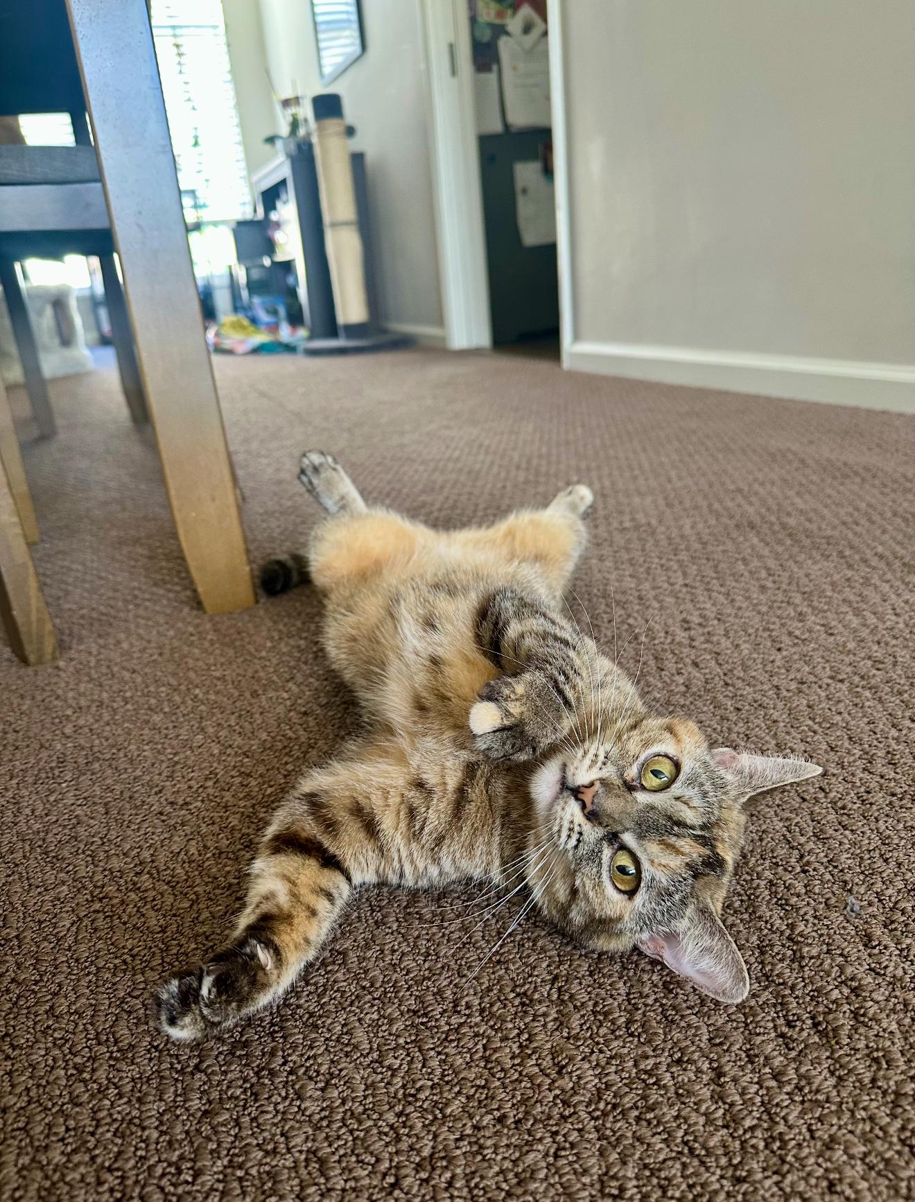 Enlarge Elli, a Adoptable mixed breed in Malibu, CA image 4/5