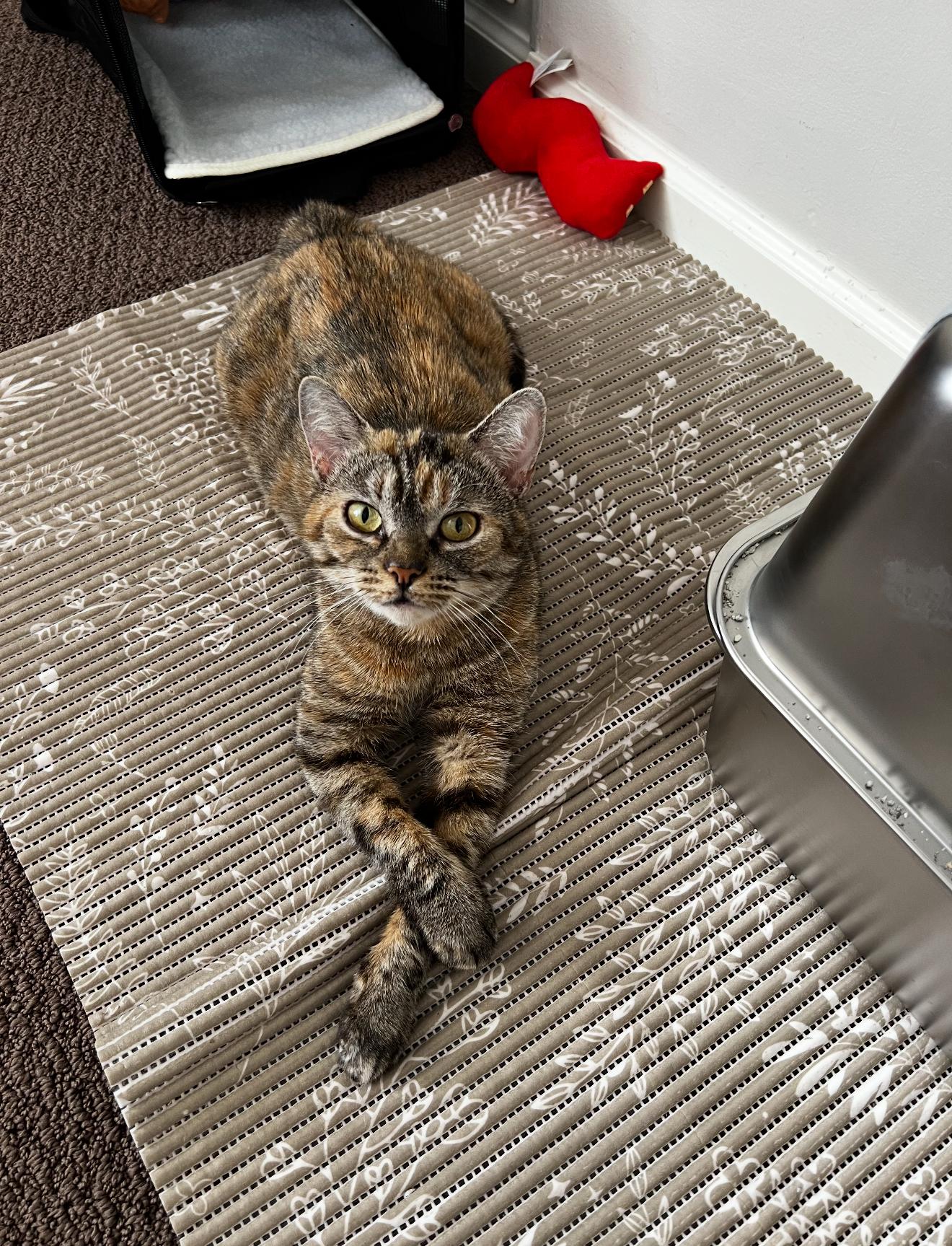 Enlarge Elli, a Adoptable mixed breed in Malibu, CA image 5/5