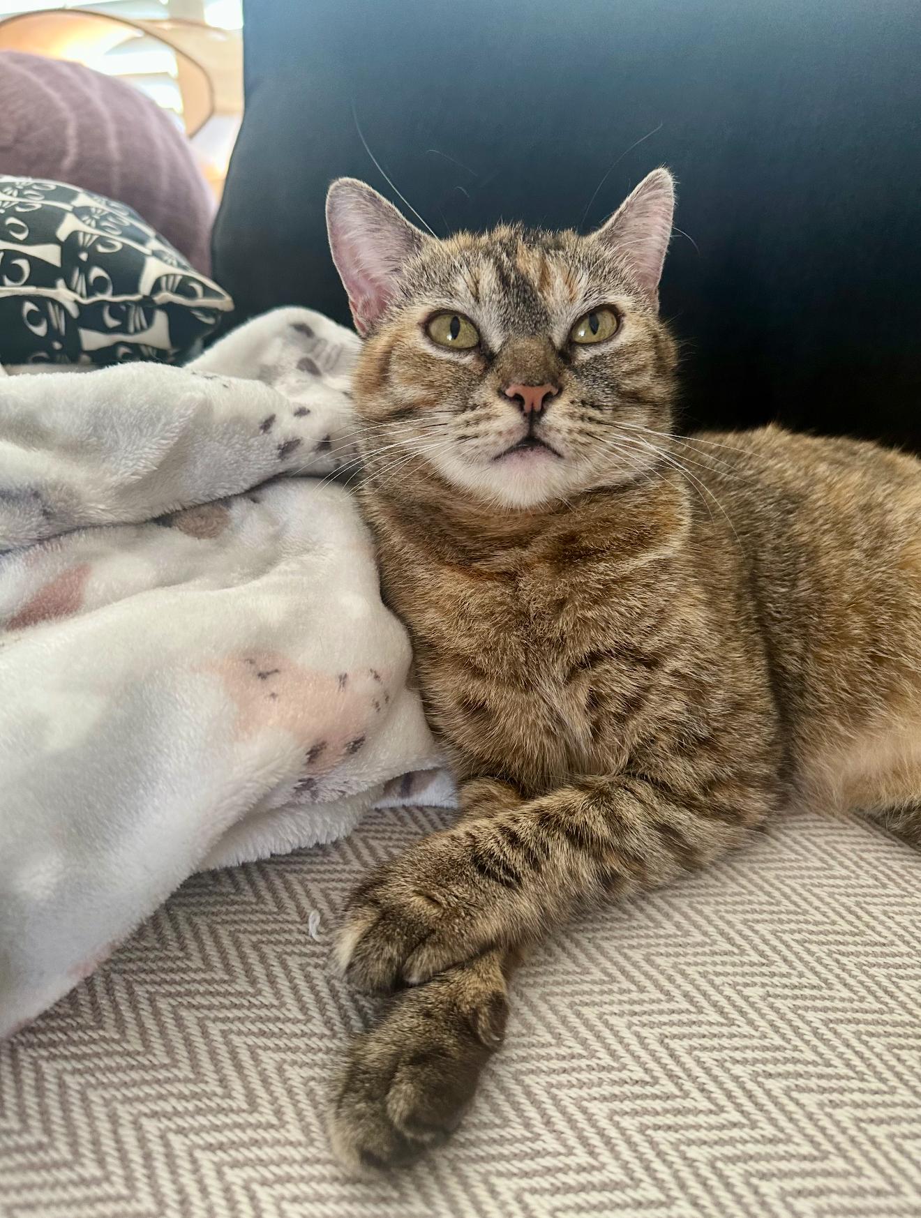 Enlarge Elli, a Adoptable mixed breed in Malibu, CA image 3/5