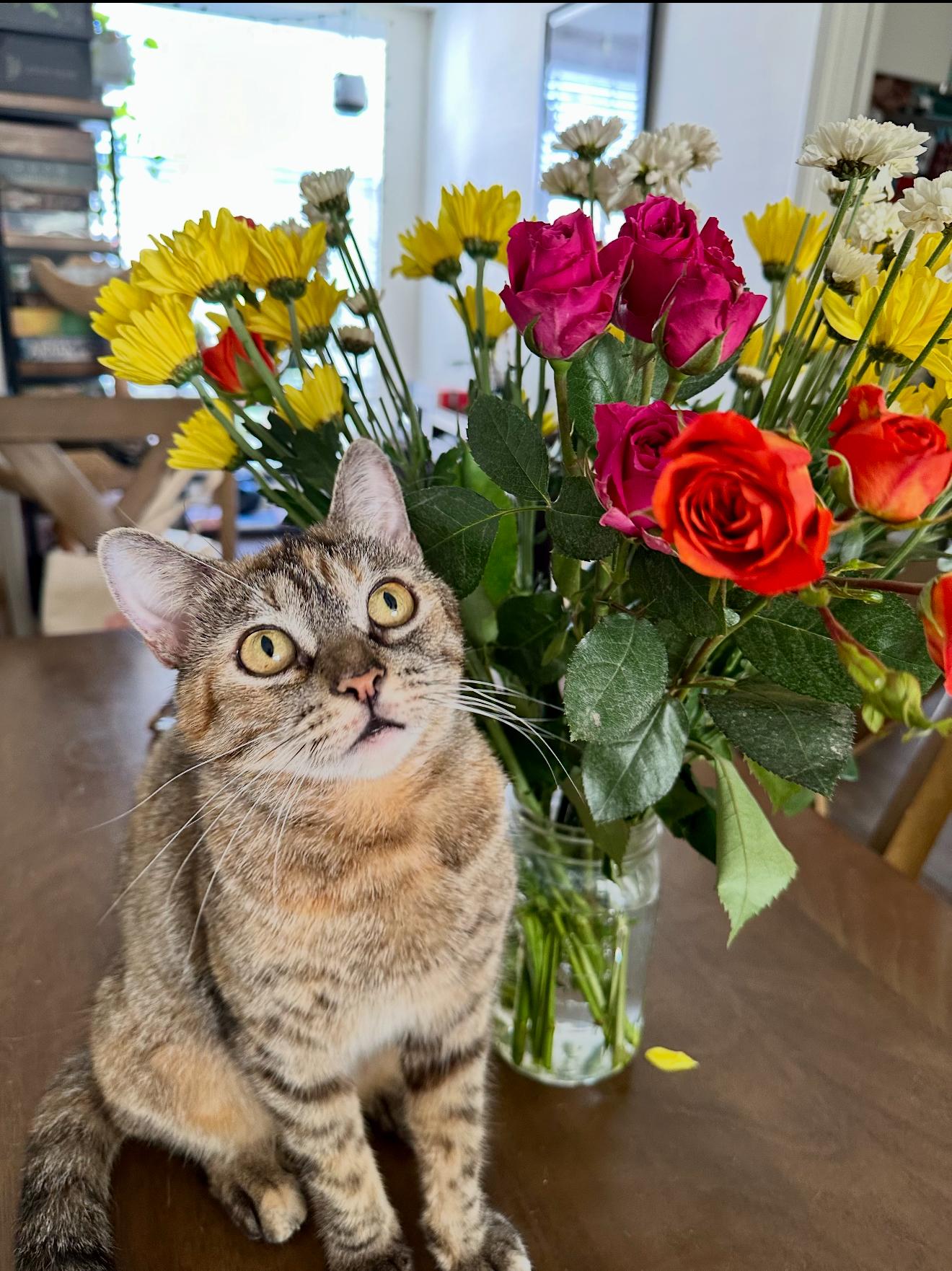 Elli, Adoptable, Young Female Domestic Short Hair.