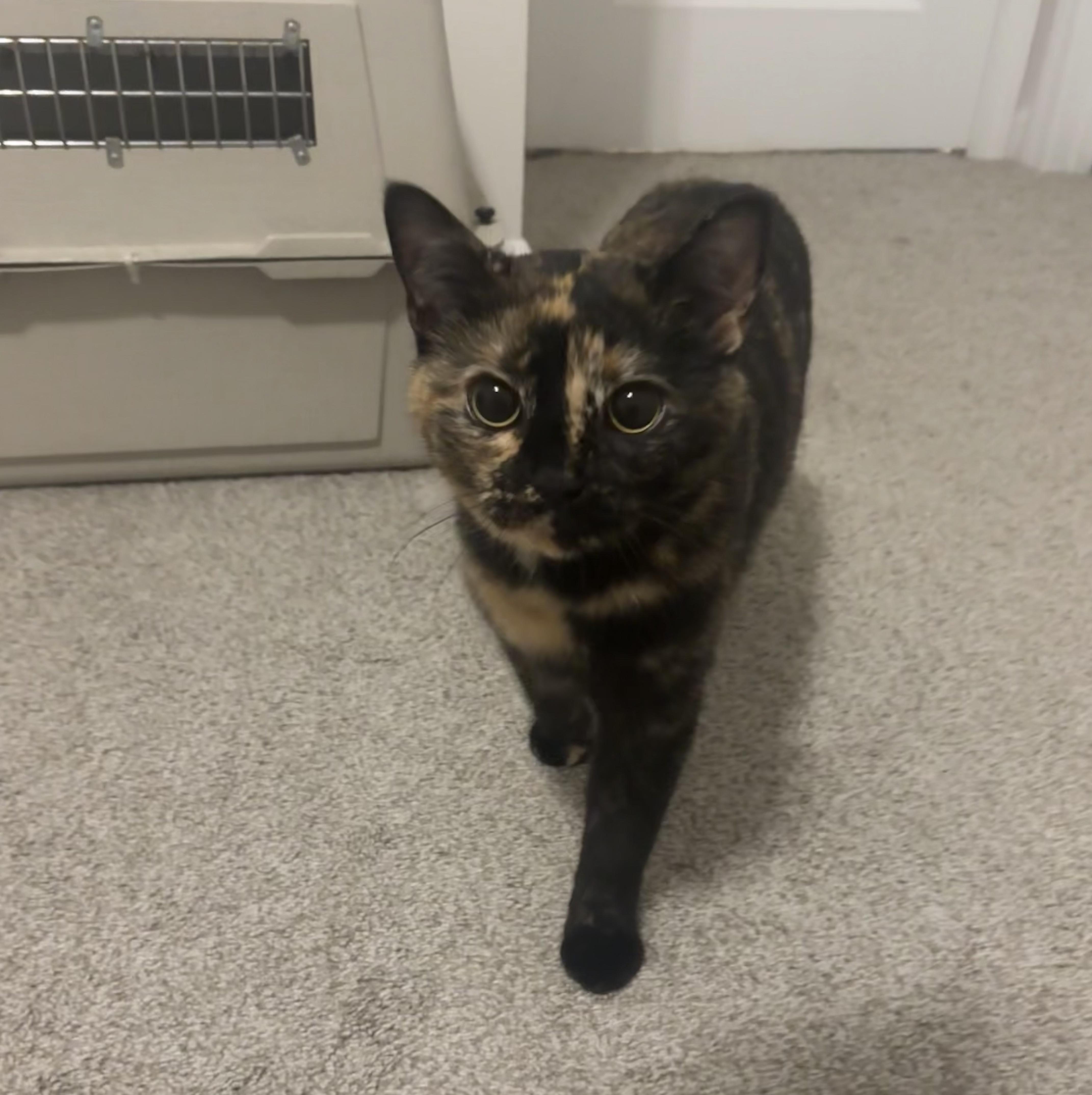 Enlarge Mystic, an adopted mixed breed in Duluth, GA image 3/6