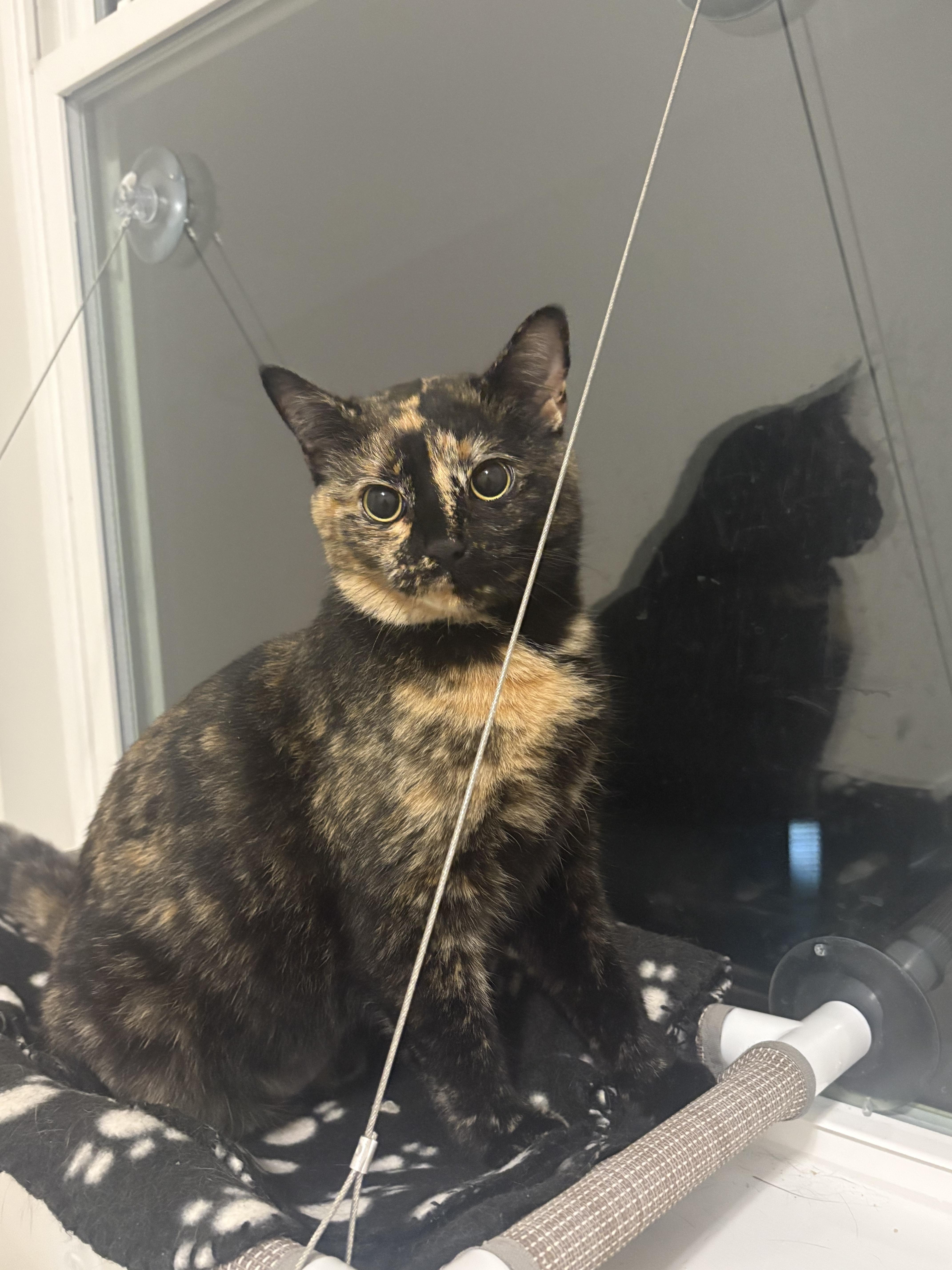 Mystic, adopted, Young Female Domestic Short Hair & Tortoiseshell.