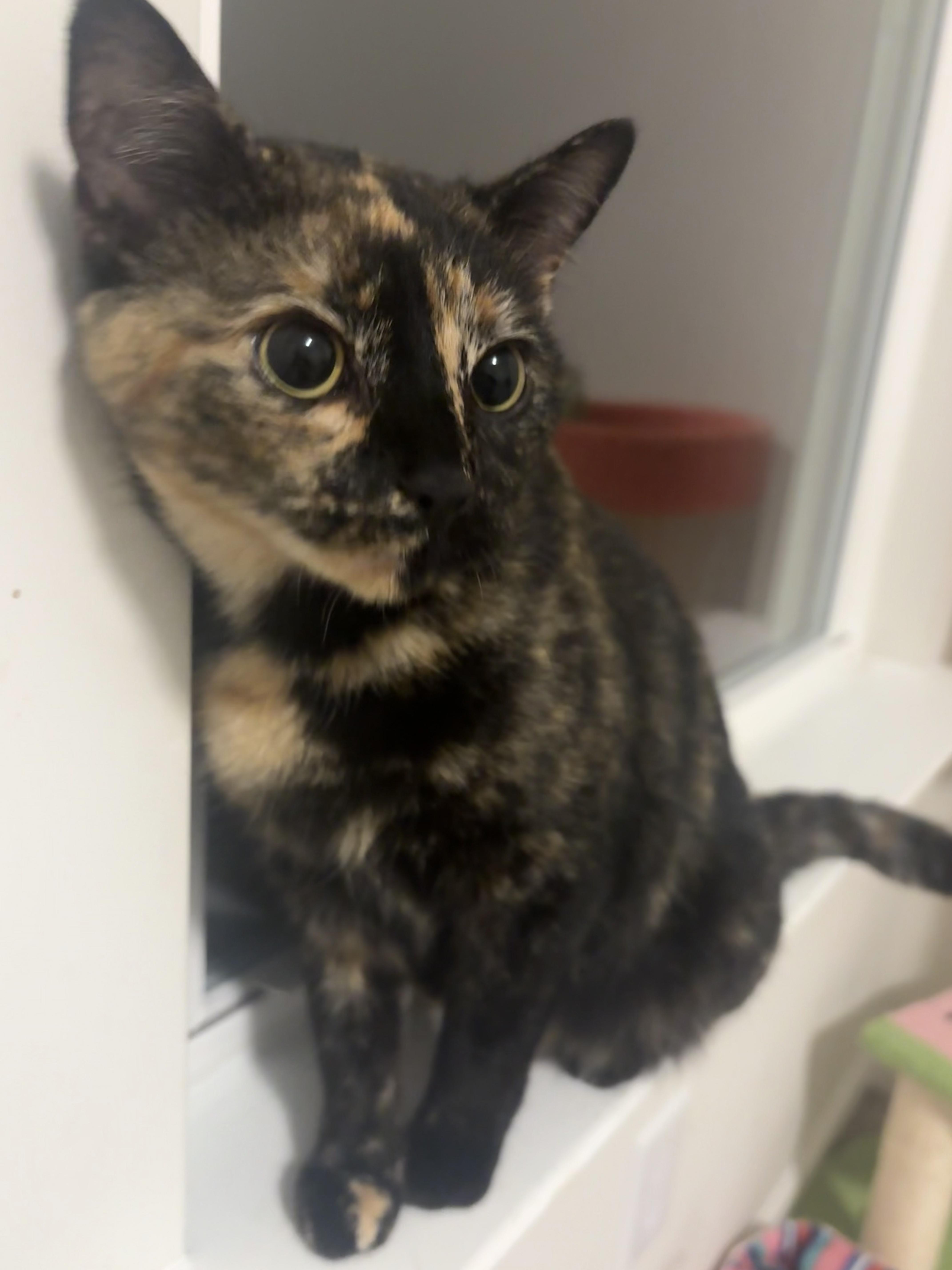 Enlarge Mystic, an adopted mixed breed in Duluth, GA image 4/6