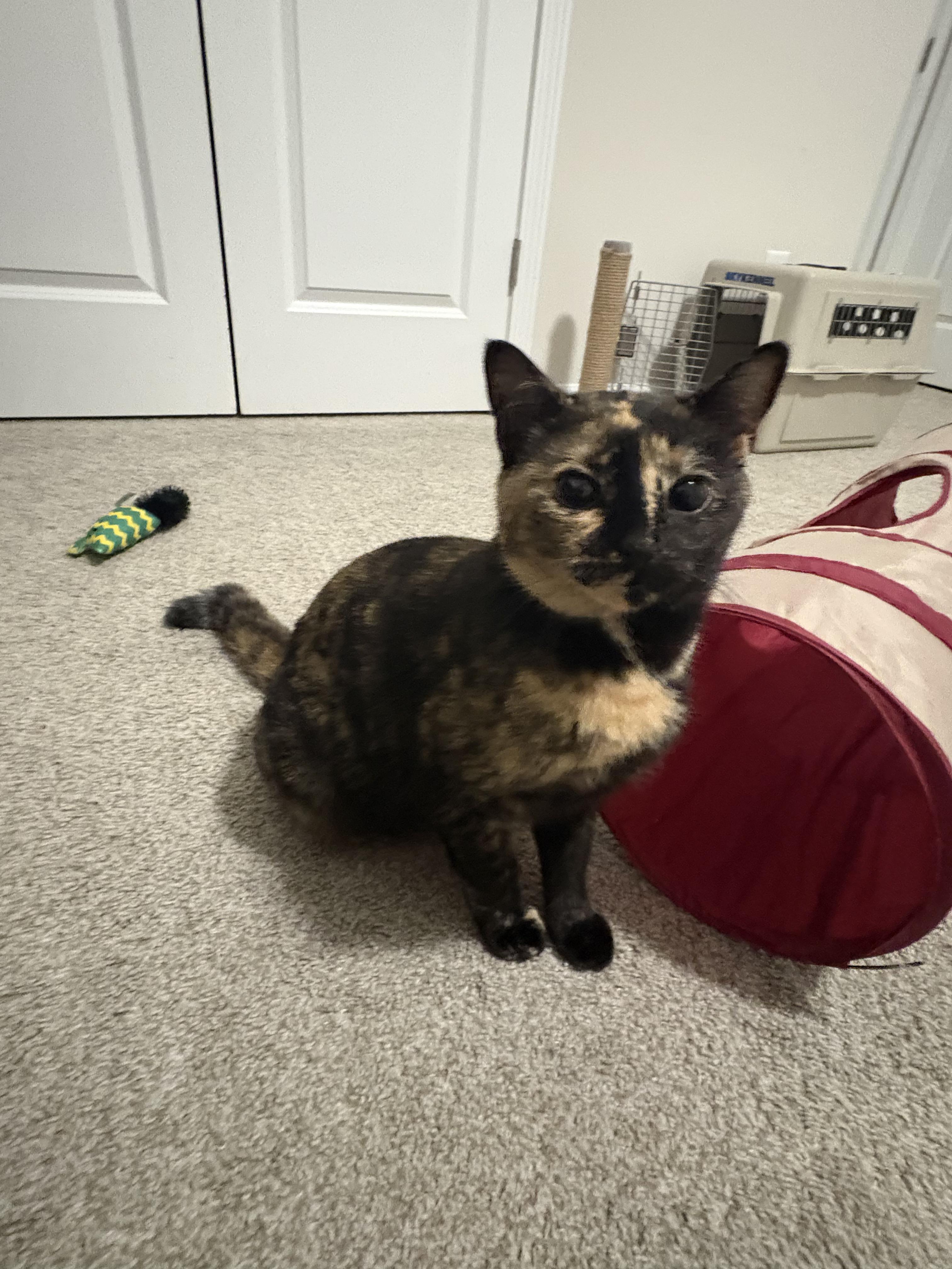 Enlarge Mystic, an adopted mixed breed in Duluth, GA image 5/6