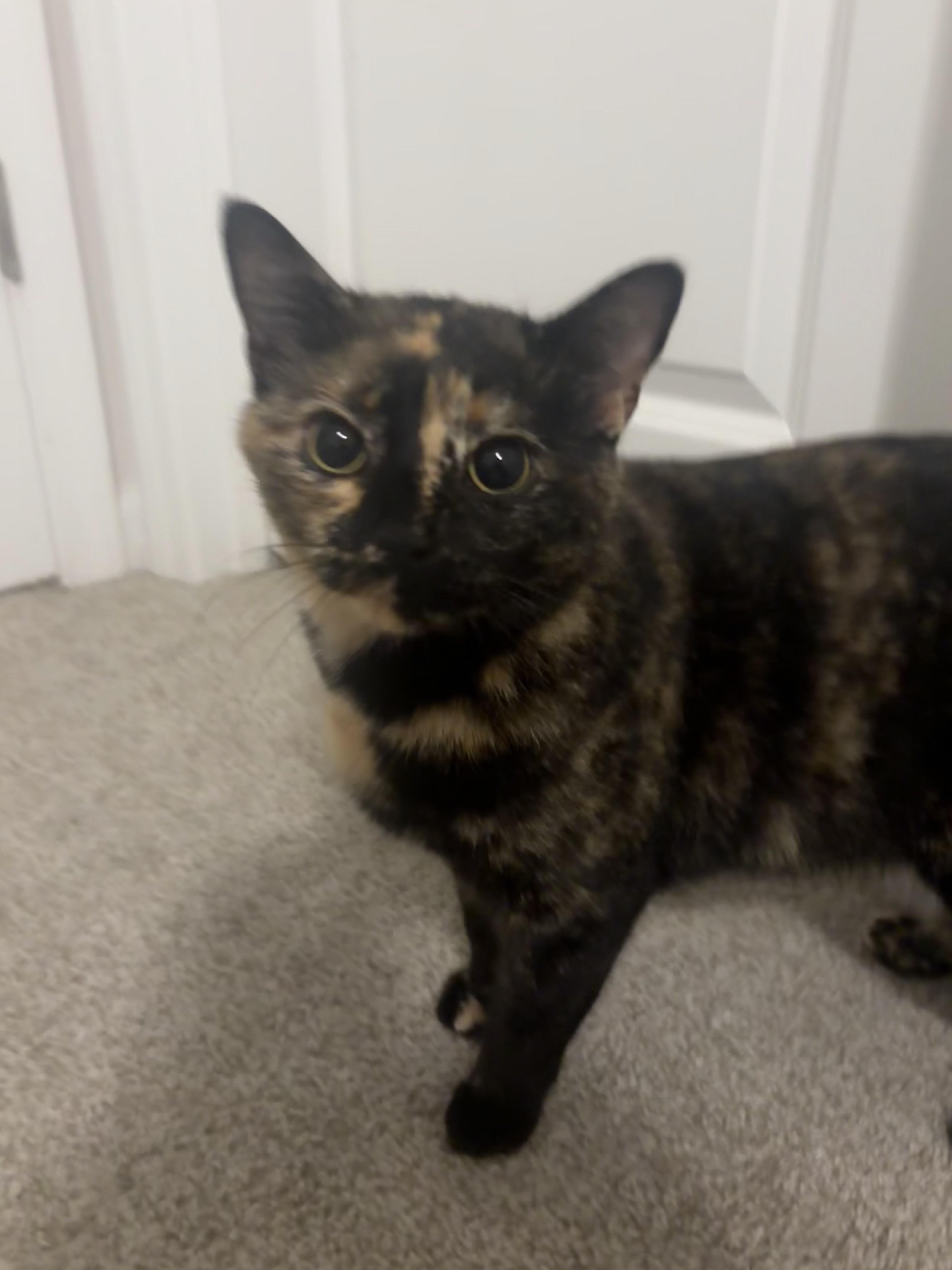 Enlarge Mystic, an adopted mixed breed in Duluth, GA image 2/6