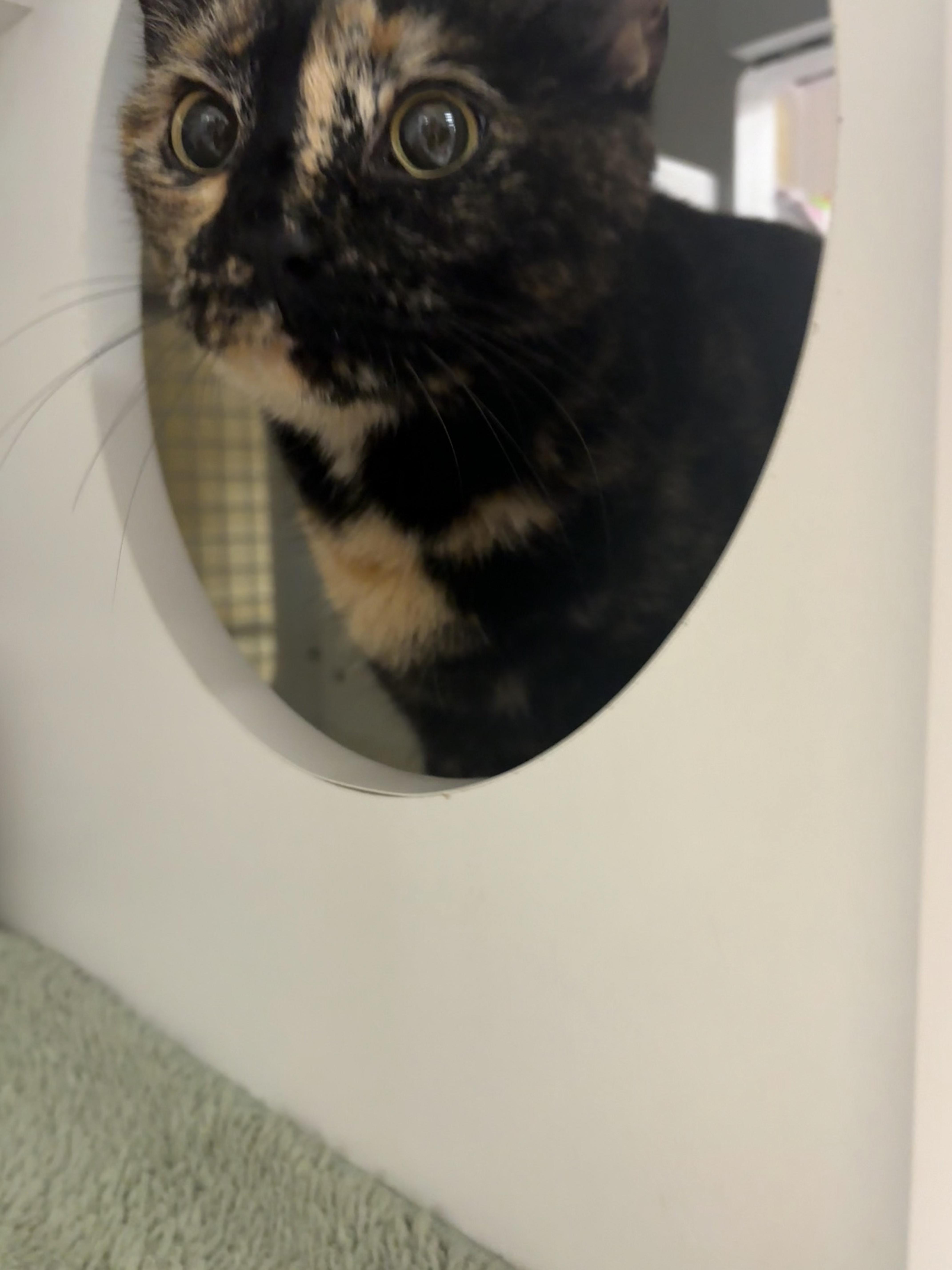 Enlarge Mystic, an adopted mixed breed in Duluth, GA image 6/6