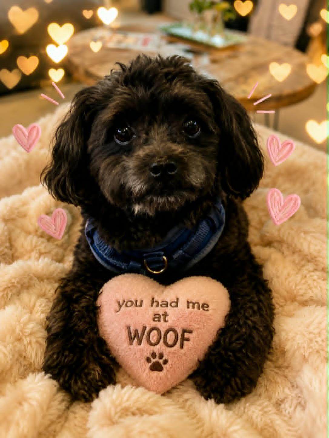 Archie, adopted, Young Male Miniature Poodle.