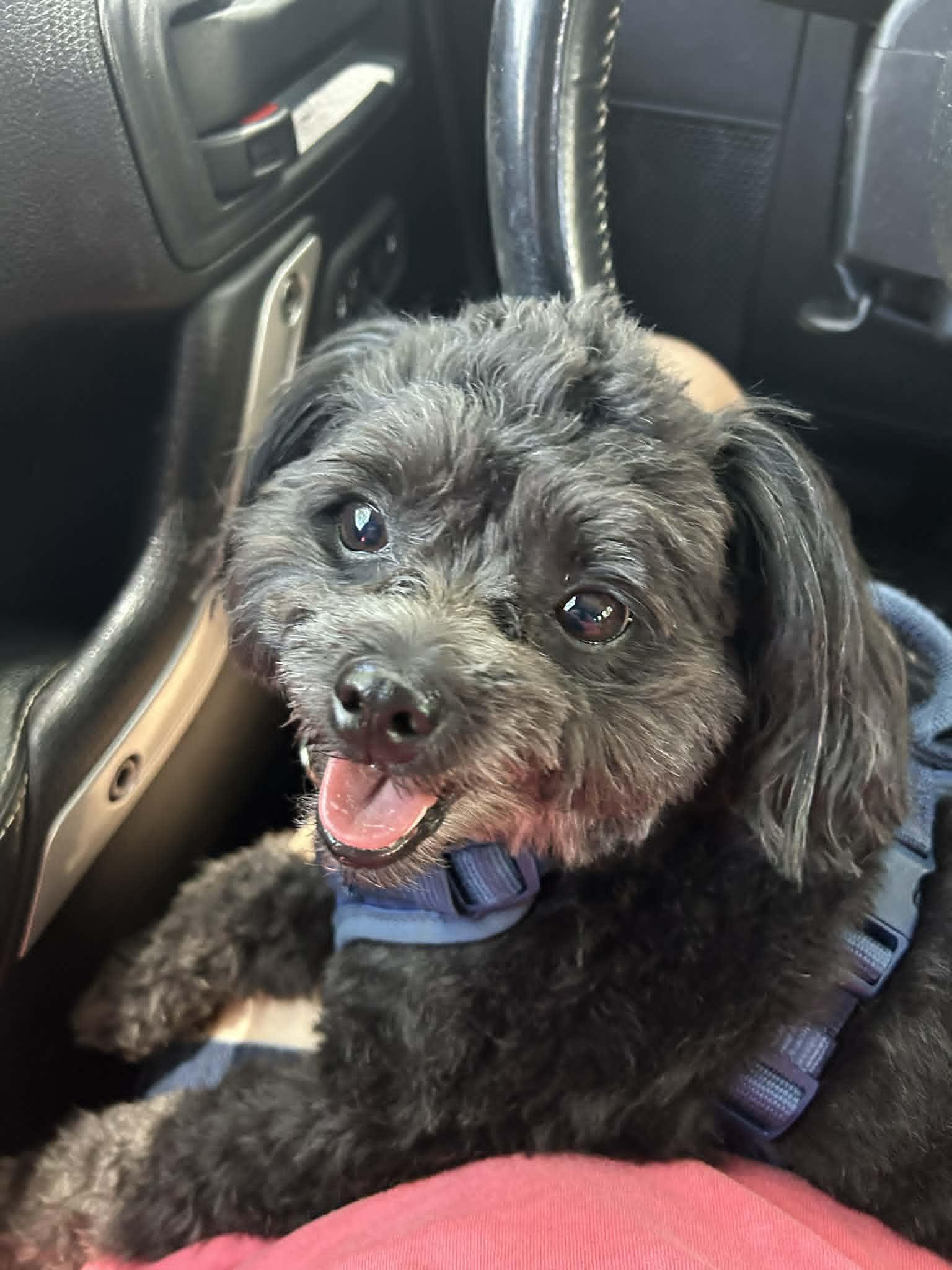 Archie, an adopted mixed breed in New Smyrna Beach, FL image 2/5