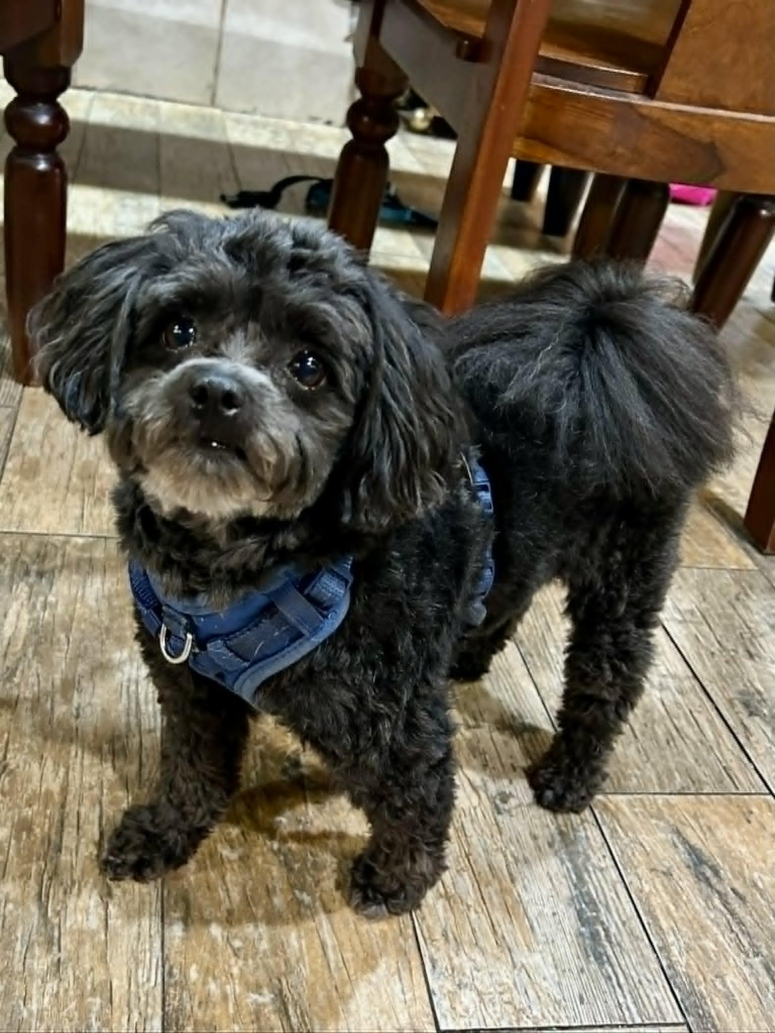 Archie, an adopted mixed breed in New Smyrna Beach, FL image 5/5