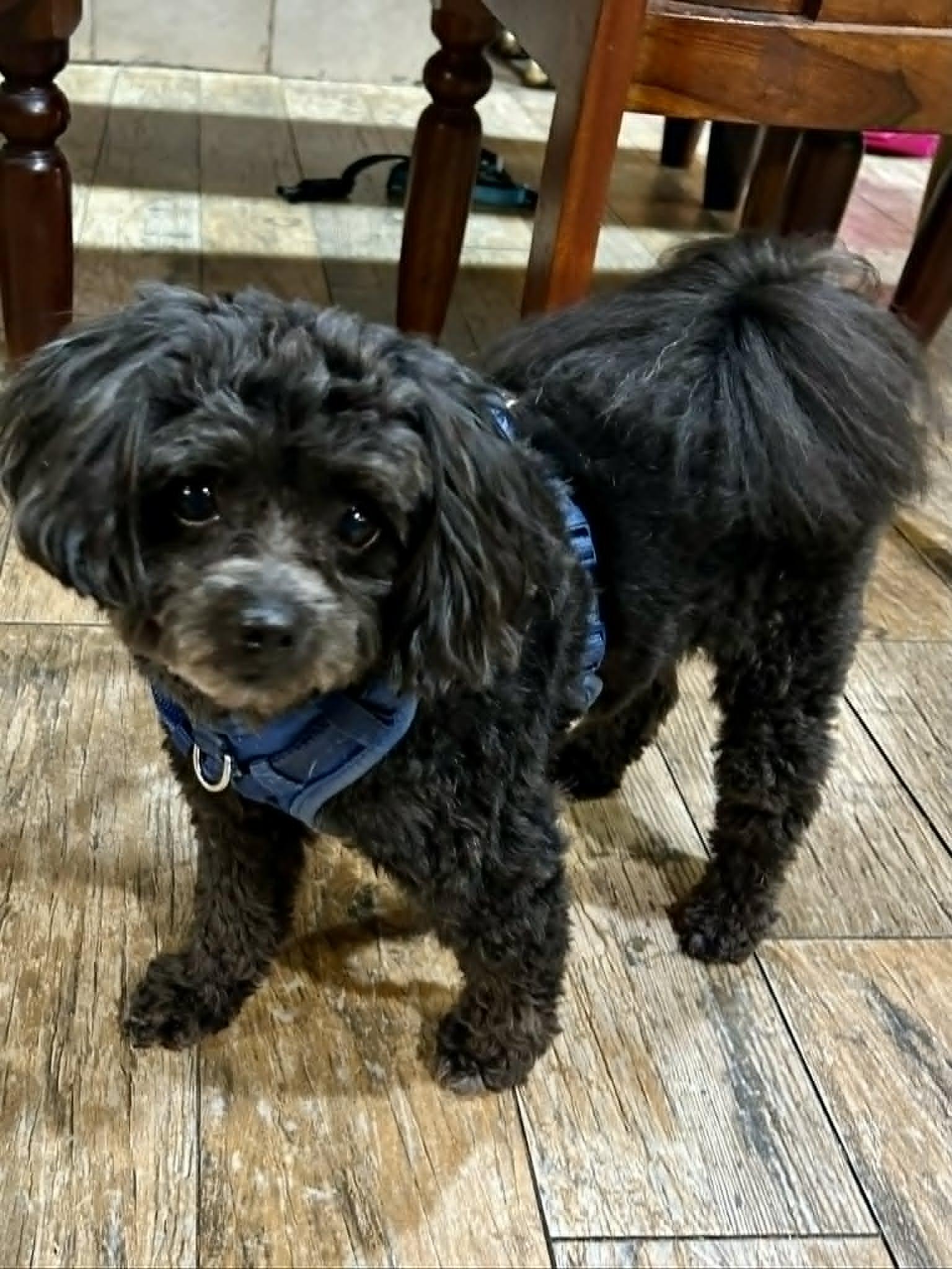 Archie, an adopted mixed breed in New Smyrna Beach, FL image 4/5