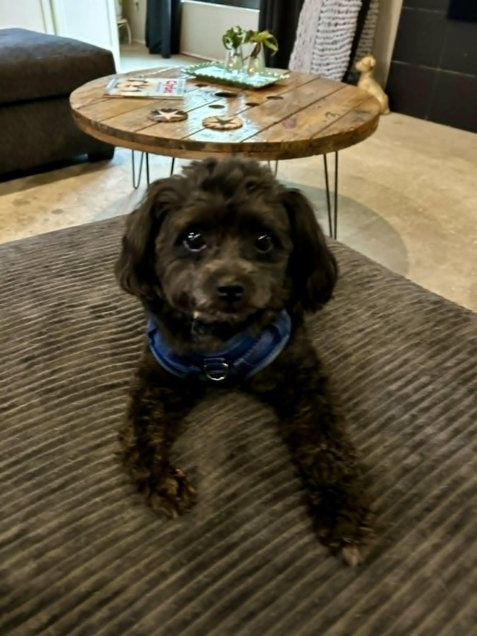 Archie, an adopted mixed breed in New Smyrna Beach, FL image 3/5