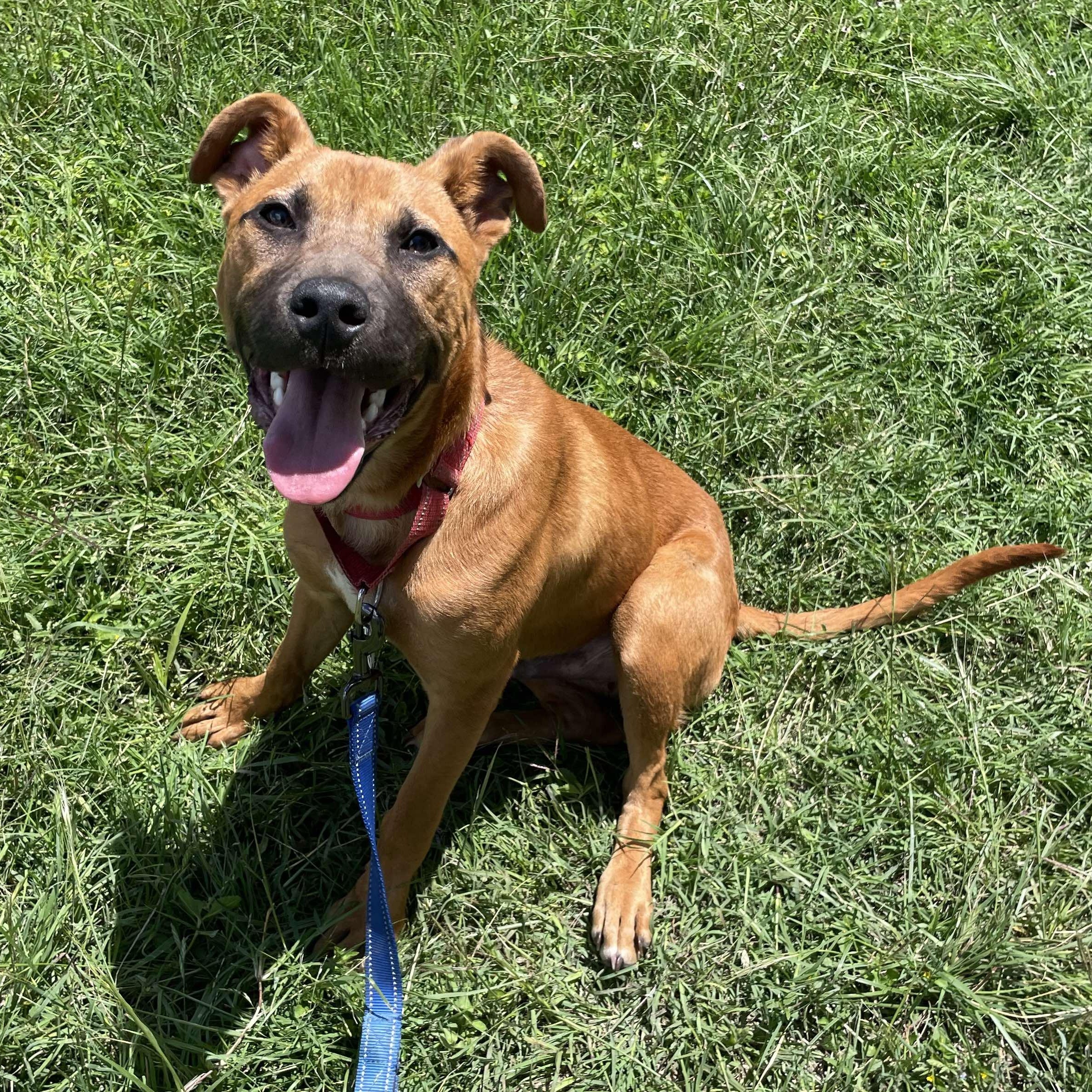 Lucas, Young Male Boxer