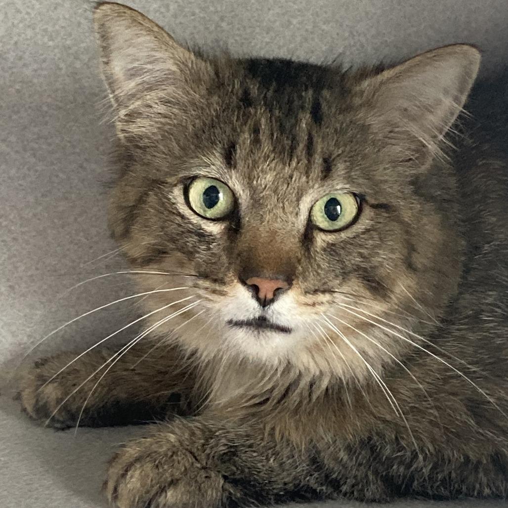Sneakers, Adoptable, Adult Male Domestic Medium Hair.