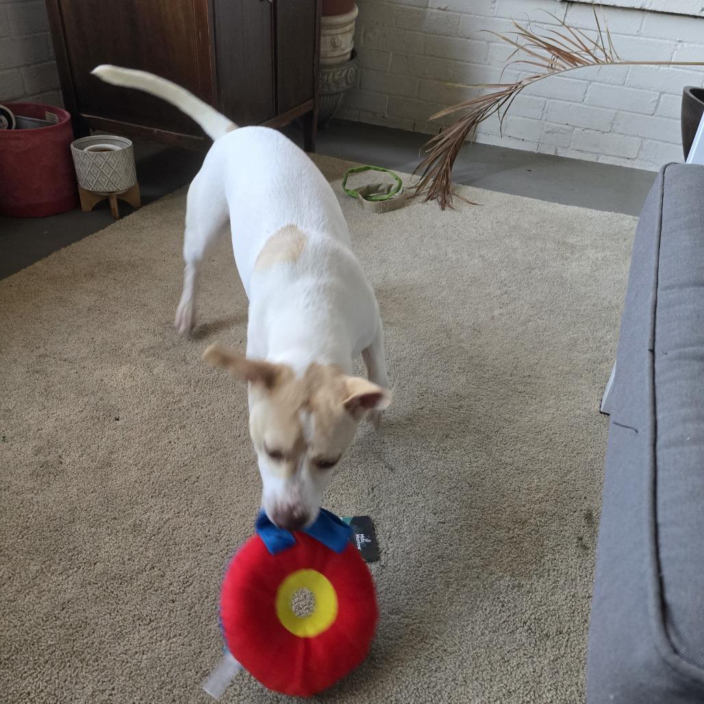 Stardust, a Adoptable mixed breed in St. Paul, MN image 1/4
