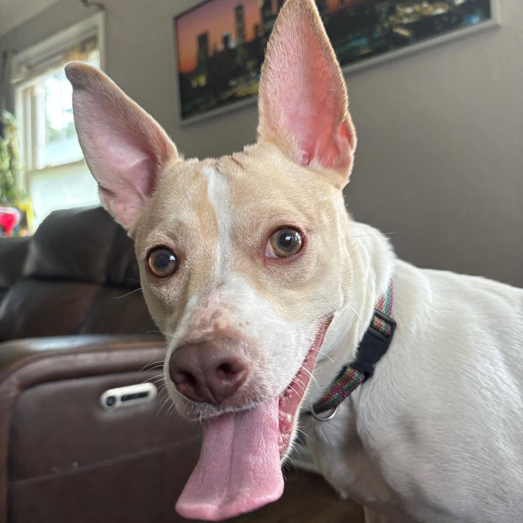 Stardust, a Adoptable mixed breed in St. Paul, MN image 3/4