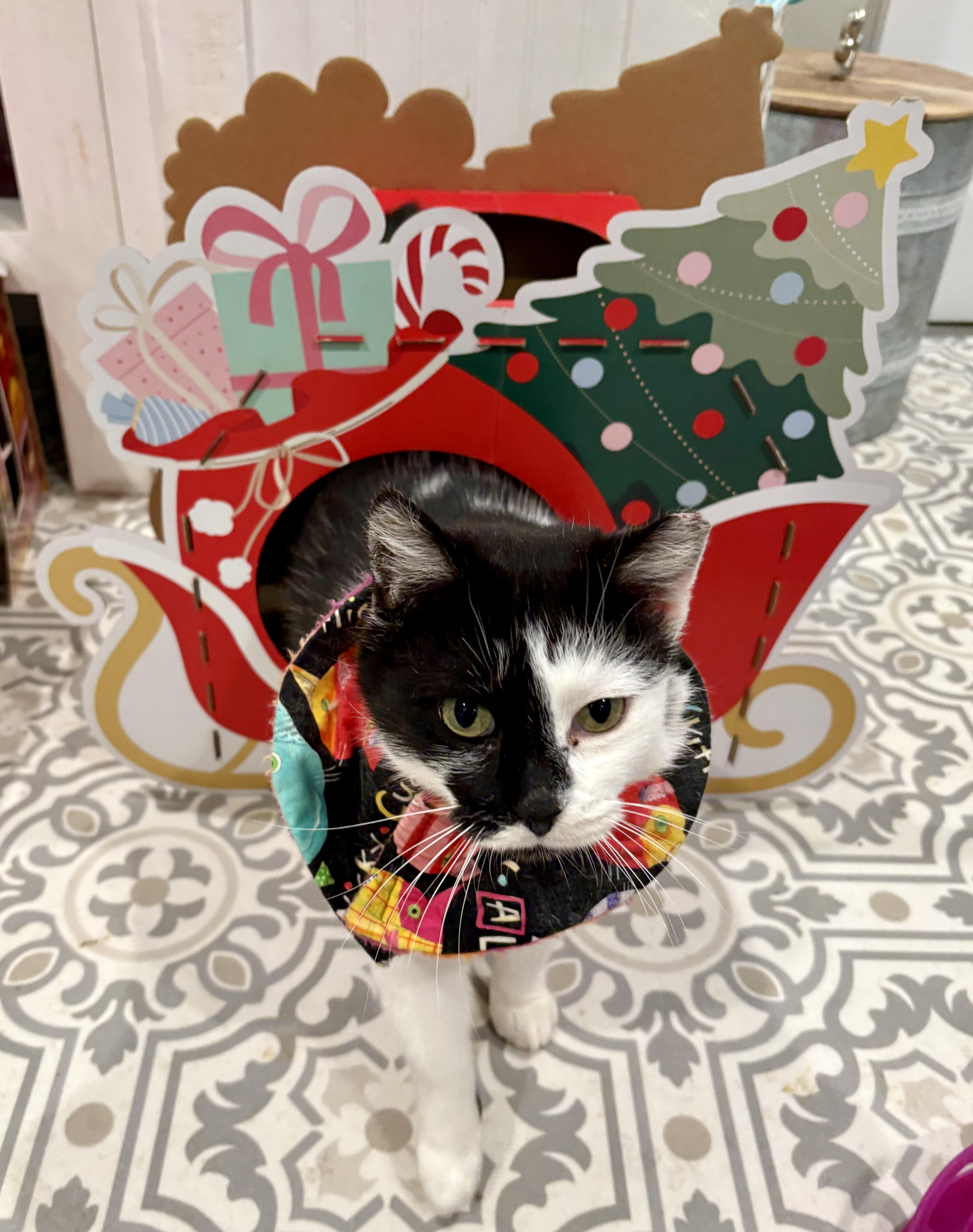 Enlarge Ella, a Adoptable Domestic Short Hair in East Amherst, NY image 1/6