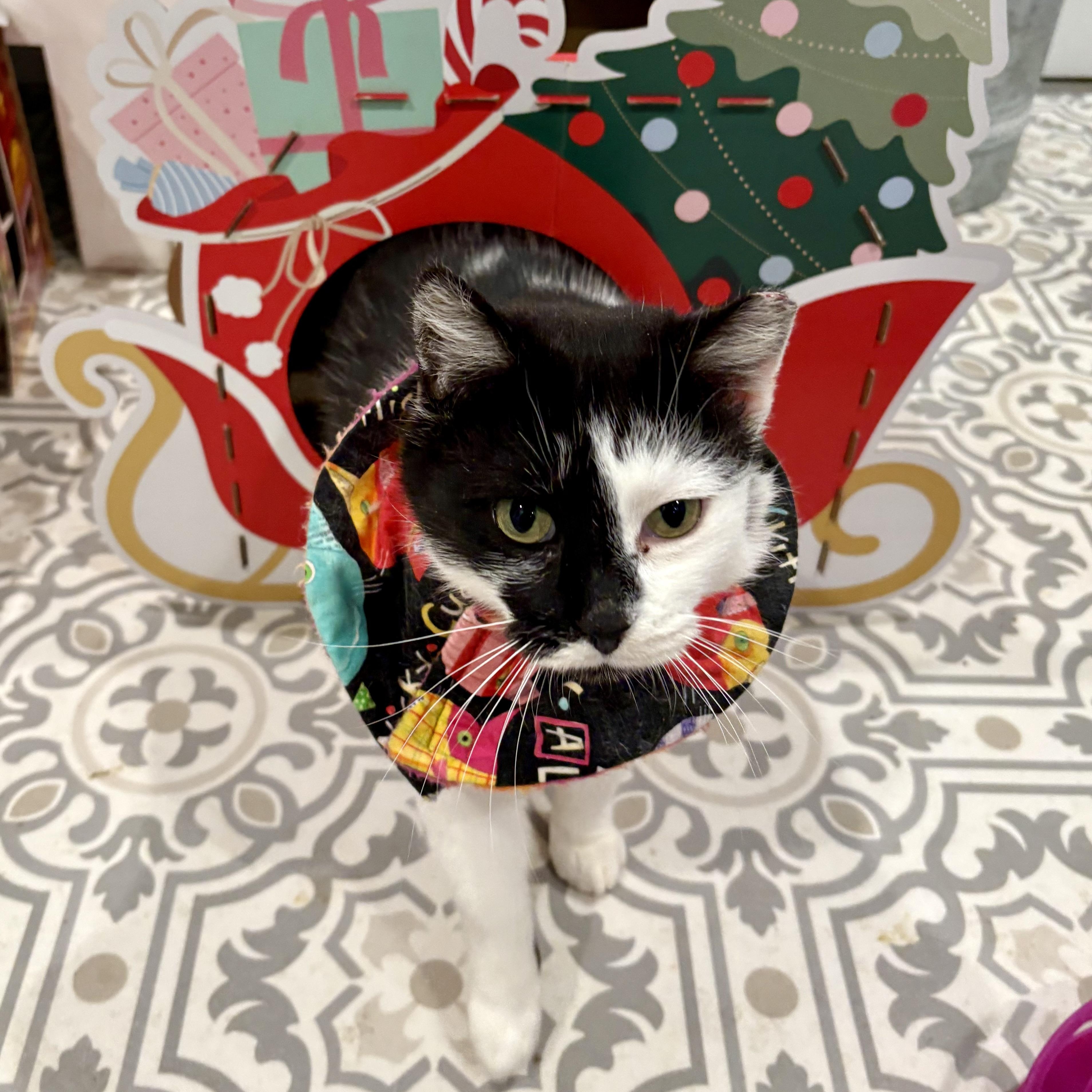 Enlarge Ella, a Adoptable Domestic Short Hair in East Amherst, NY image 4/6