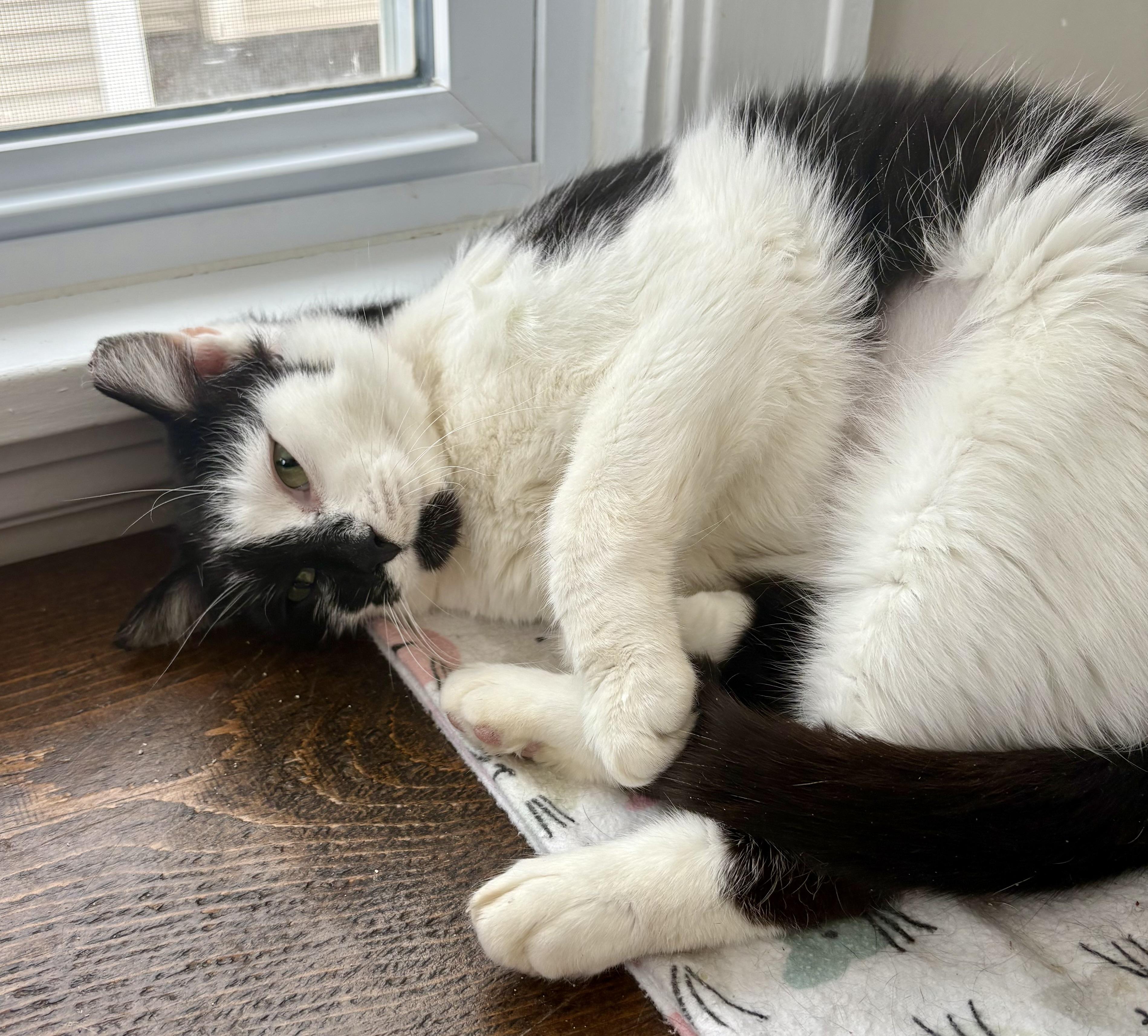 Enlarge Ella, a Adoptable Domestic Short Hair in East Amherst, NY image 2/6