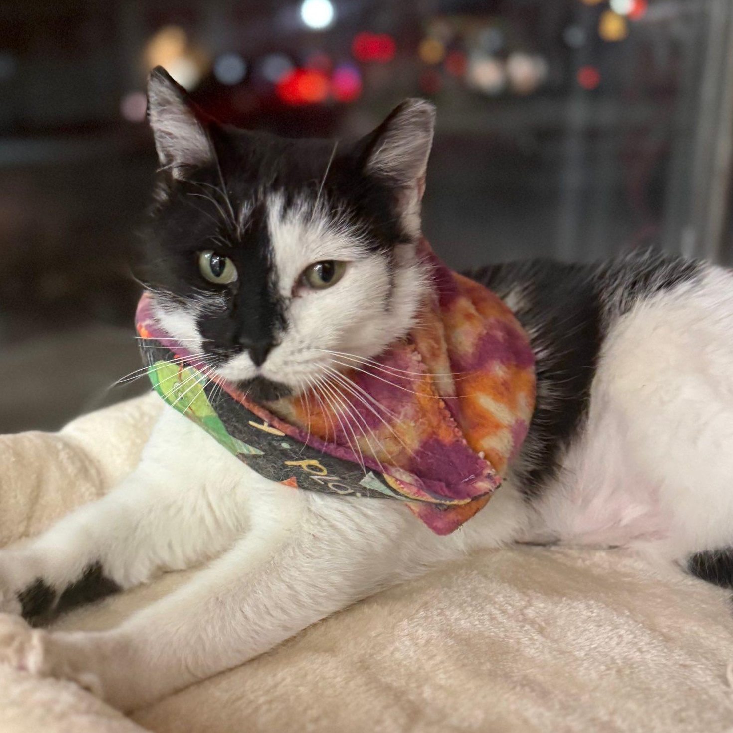 Enlarge Ella, a Adoptable Domestic Short Hair in East Amherst, NY image 1/6